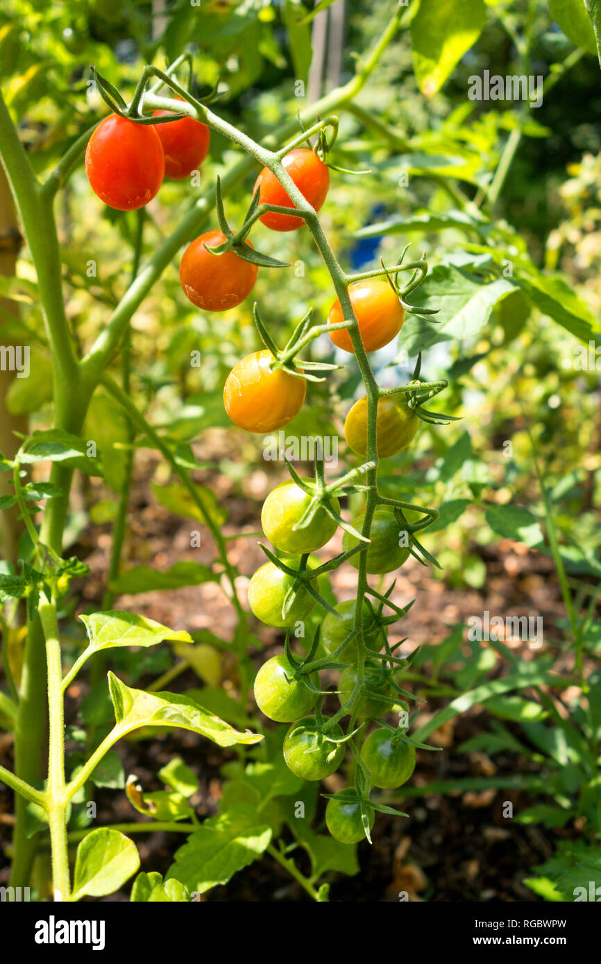 Bio Tomaten im Schrebergarten Stockfoto