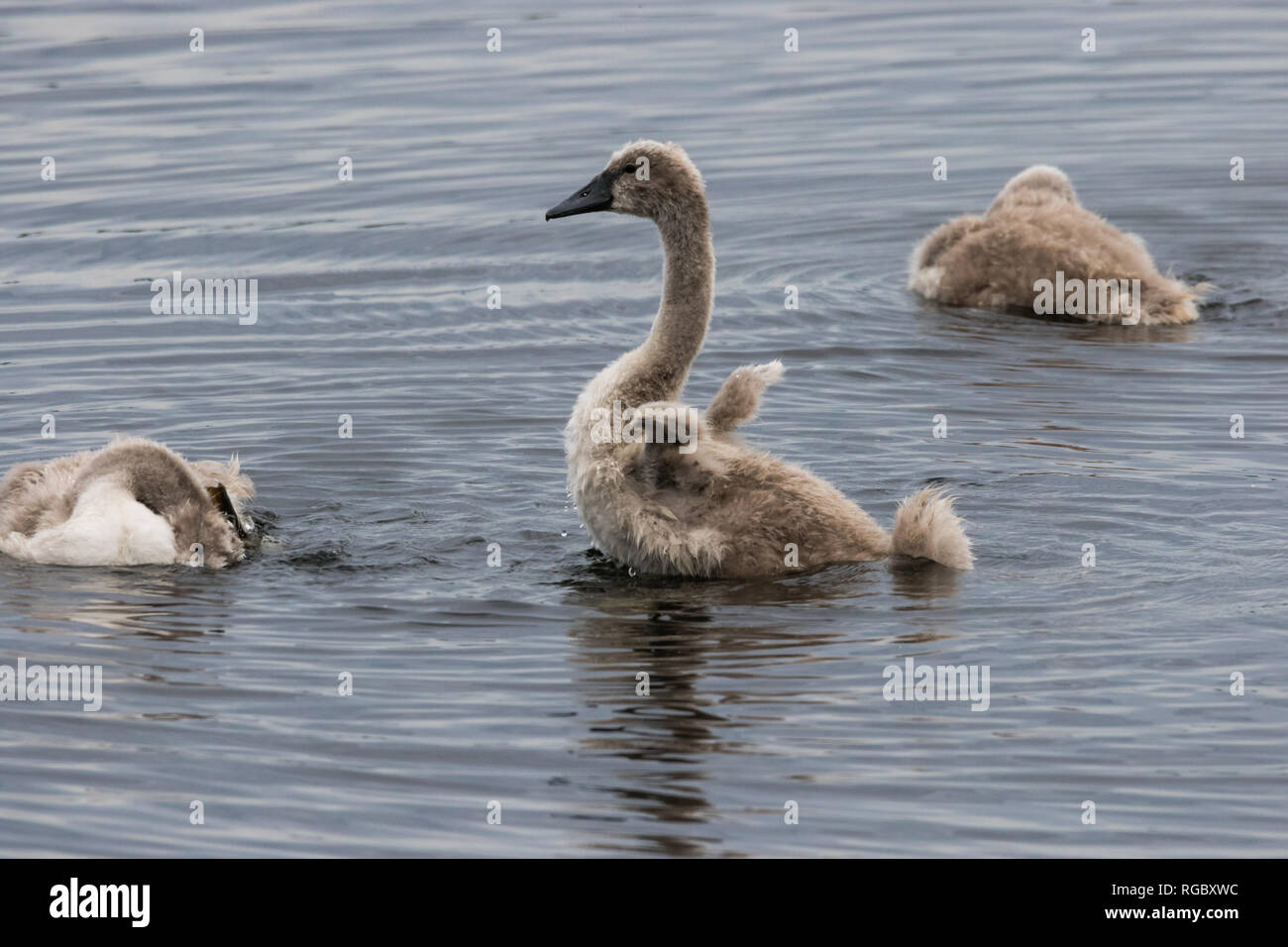 Junge Mute swan Cygnet erstreckt und die Klappen unterentwickelten Flügel. Stockfoto