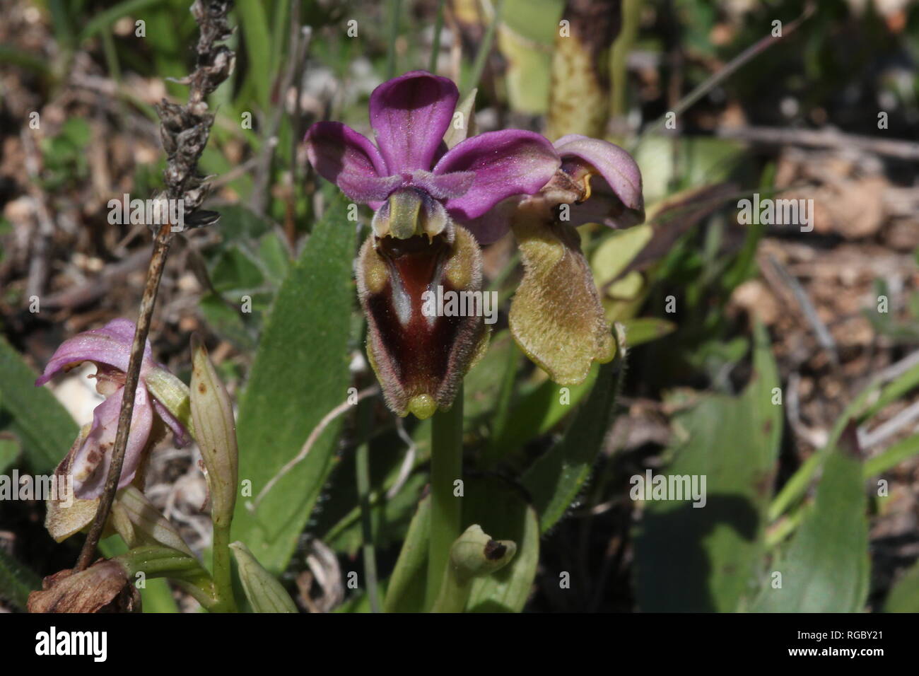 Sawfly Orchidee auf Boca do Rio in der Nähe von salema an der Algarve in Portugal Stockfoto