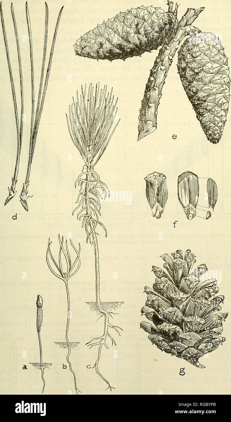 . Bulletin der US-Landwirtschaft. Landwirtschaft Die Landwirtschaft. Leben GESCHICHTE DER SHORTLEAF PINE.. Abb. 2.-Shortleaf pine Blätter, Samen, Kegel (Grat) und Keimling: a, Setzling; b, gleich einen Monat später; c, sämling am Ende der ersten Saison zeigen frühe Bundles der wahren Blätter; d, zwei - und drei - Blatt blatt Clustern; e, Zweig mit ausgereiften geschlossen Kegel (Grate); f, Kegel und Samen mit Flügel abgetrennt; g, Reifen Kegel geöffnet. (Gezeichnet von der tatsächlichen Exemplare.) 92233° - Bull. 244 - 15 2. Bitte beachten Sie, dass diese Bilder aus gescannten Seite Bilder, die digital wurden en extrahiert werden Stockfoto