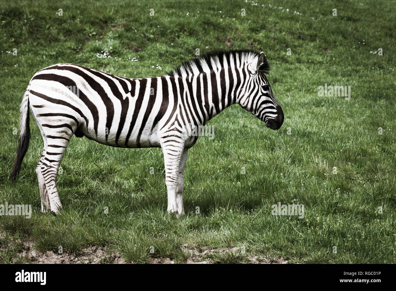 Eine lebendige Schwarz und Weiß Zebra steht auf einem Hügel von Frühling Gras. Stockfoto