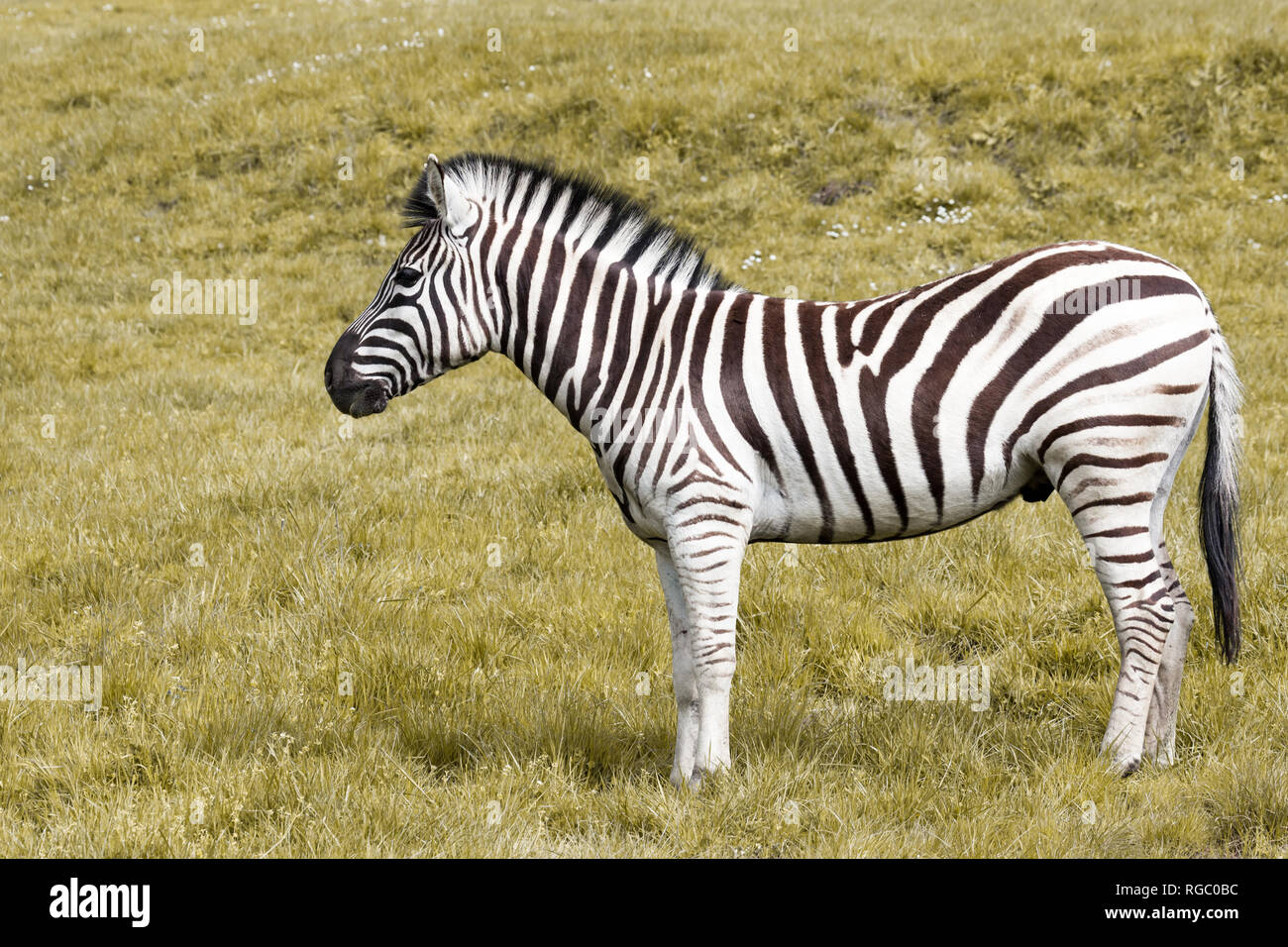 Eine schwarze und weiße stripped Zebra stehend im Profil auf einem grasbewachsenen Hügel. Stockfoto
