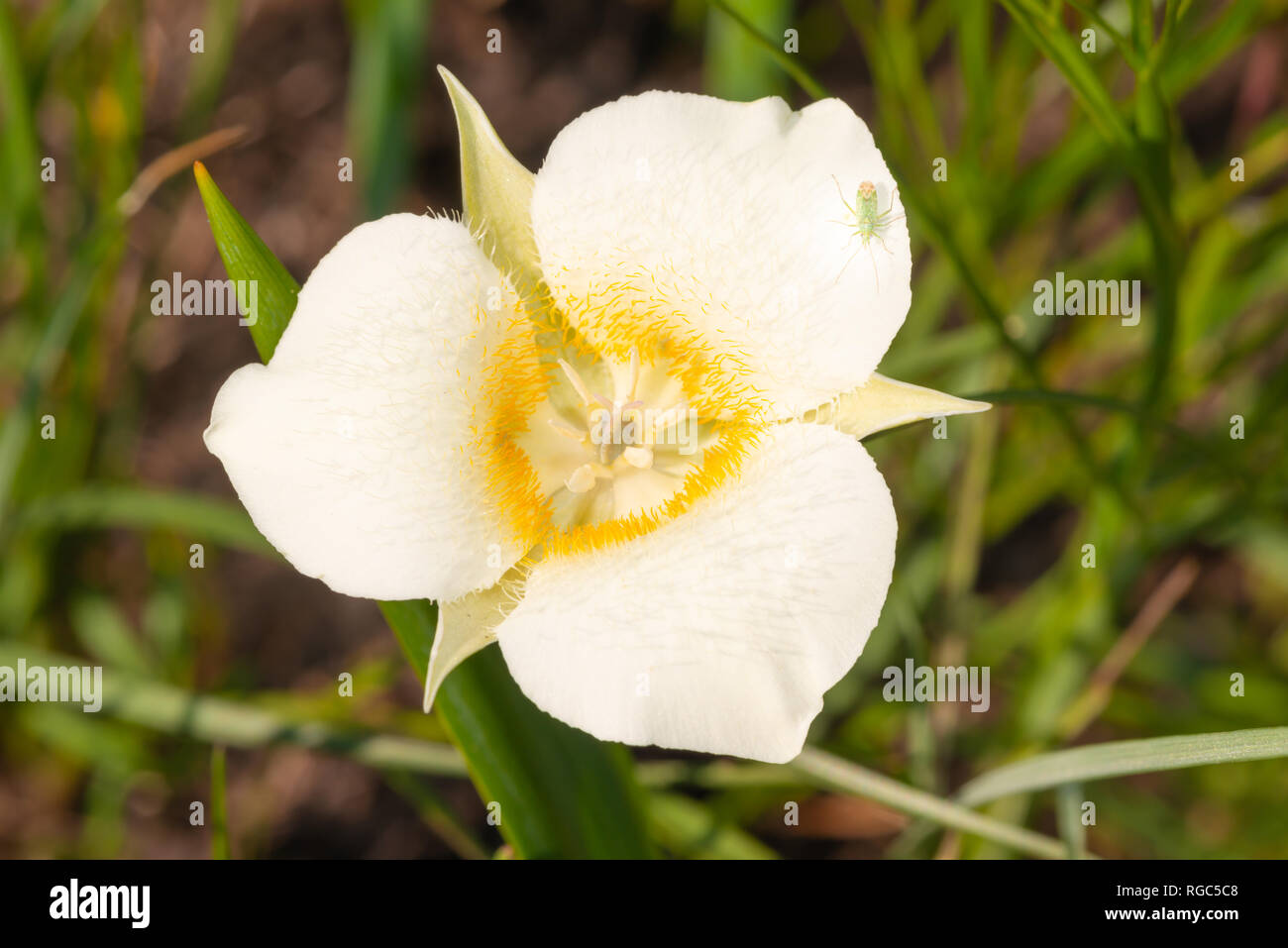 Eine einzelne Mariposa lily Blossom, Calochortus apiculatus, im Grasland des Waterton Lakes National Park, Alberta Kanada wächst. Stockfoto
