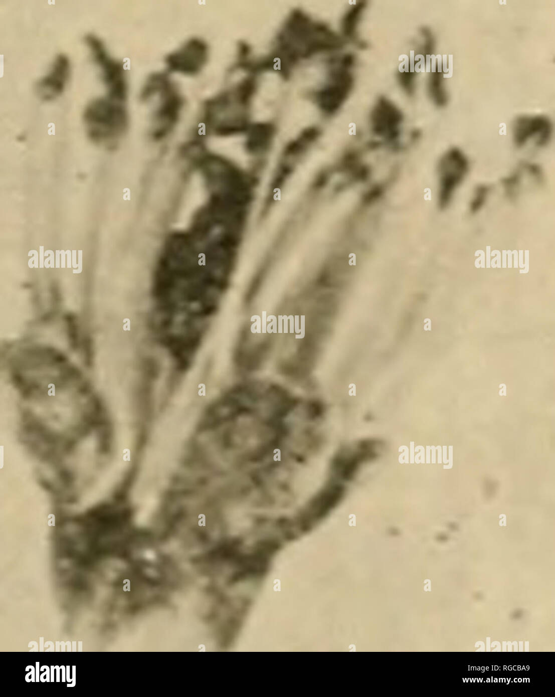 . Bulletin der US-Landwirtschaft. Landwirtschaft Die Landwirtschaft. Kontrolle der PFIRSICH DISE^ SES IN GEORGIEN 9 durch den curculio, Braunfäule verletzt und Dichtung) konnte festgestellt werden. Während der ganzen Saison alle abgesetzten Obst unter den Datensatz tr< gesammelt und untersucht das Ausmaß der infesta curculio-tion zu bestimmen. In der Saison von L 922, 110,648 Pfirsiche wurden geöffnet in einem Obstgarten allein und in den vier Jahreszeiten Insgesamt 551,361 schneiden. Neben den detaillierten Daten über die Frucht aus dem Datensatz Baum-, Daten wurden auch auf die kommerzielle Produktion von handelsüblicher und Obst aus a Stockfoto