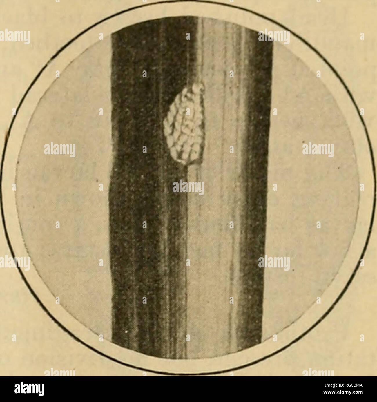 . Bulletin der US-Landwirtschaft. Landwirtschaft Die Landwirtschaft. Bericht über den Stand der TIIK KUROPEAM MAISZÜNSLER 71. Beschreibung Das EI Durchschnittliche Länge 0,97 Millimeter, durchschnittliche Breite 0,74 Millimeter; elliptico-eiförmig, manchmal fast kreisförmige in Kontur, dünn, mehr oder weniger scalelike, leicht konvex auf seine oberste Oberfläche. Hat od seine unterste Fläche oder in Übereinstimmung mit der Oberfläche des Objekts auf dem das Ei abgelegt wird. Chorion vernetztem mit feinen Ele- Linien, die anastomose reg besonders und damit inclose flachen fünfeckiger oder polygonale foveae. Wenn die ersten Eier gelegt Stockfoto