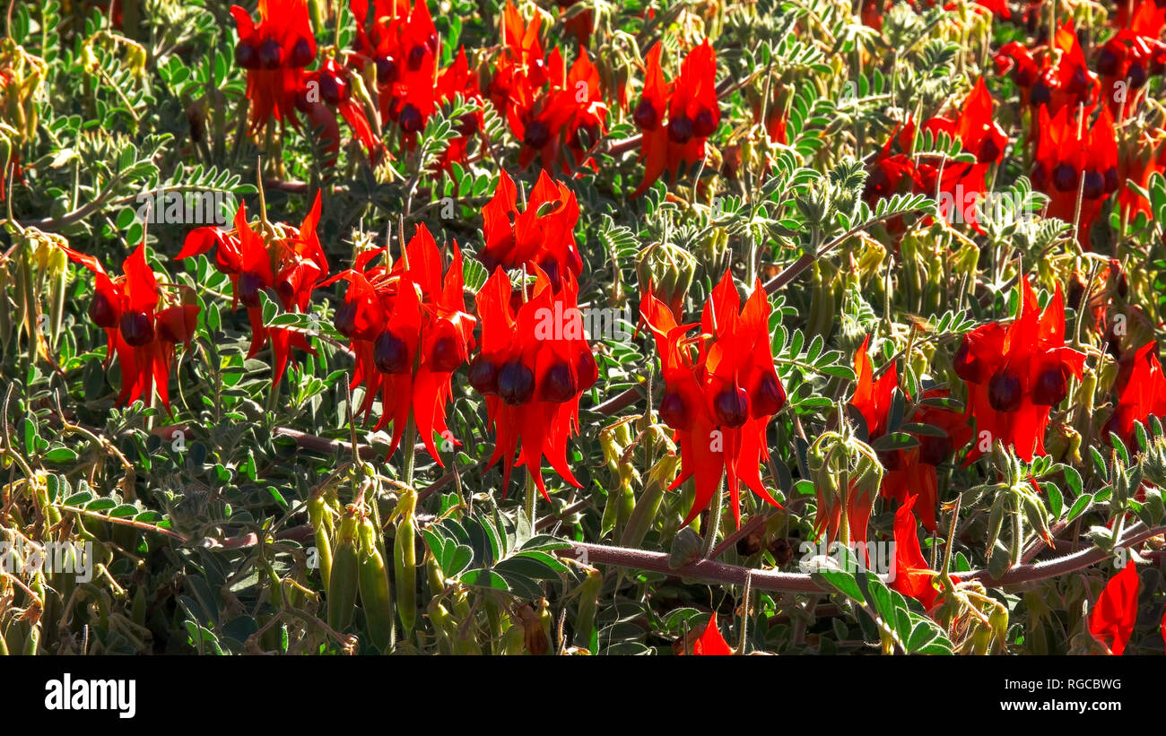 Mehrere Blüten der helle rote Start im Alice Springs Desert pea Stockfoto