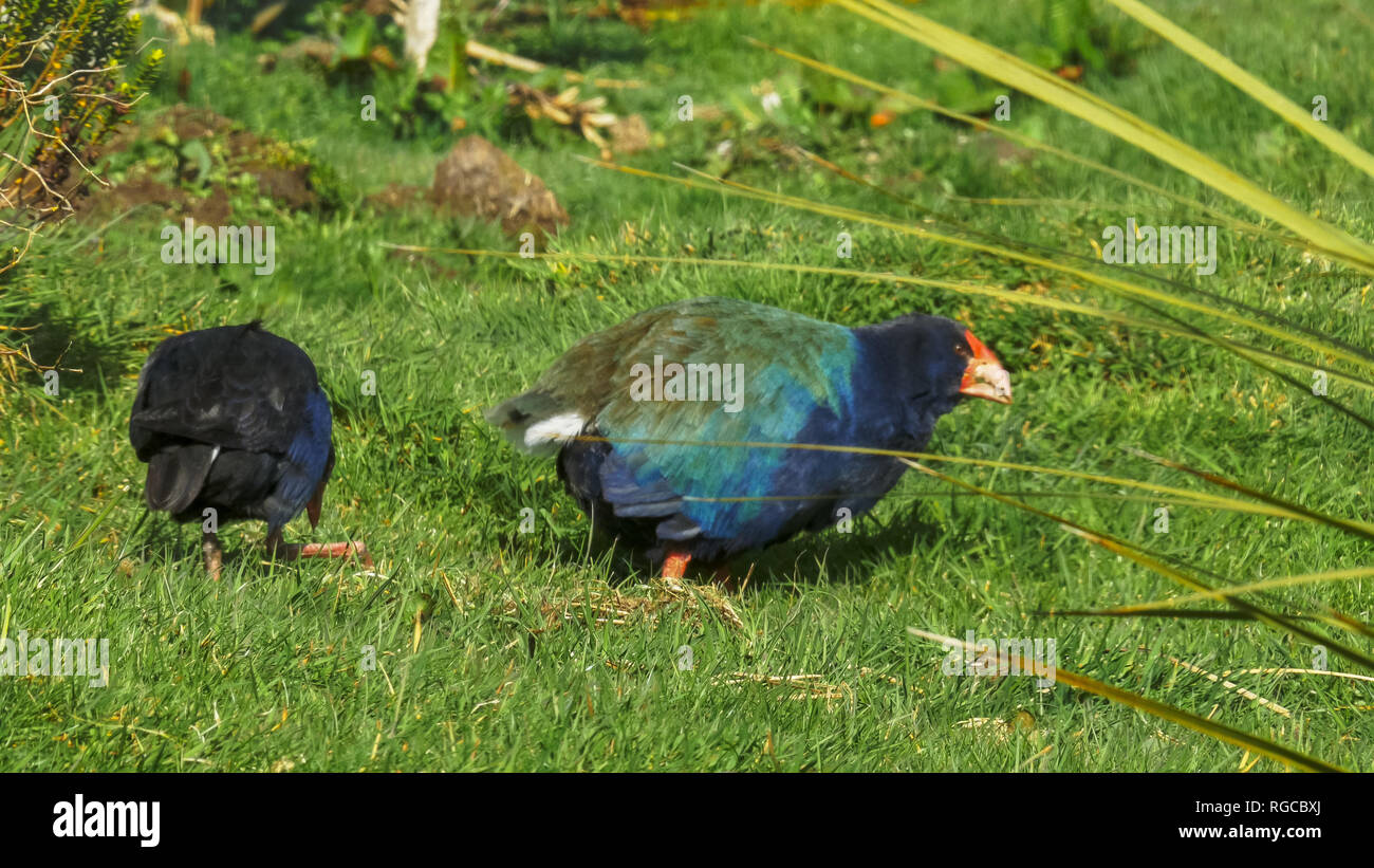 Ein takahe und seine relative Der pukeko Feed zusammen in Neuseeland Stockfoto