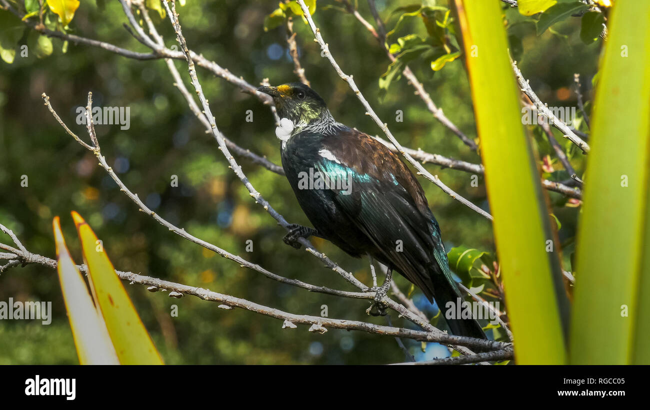 Nahaufnahme einer Neuseeland tui auf dem Ast eines Baumes Stockfoto