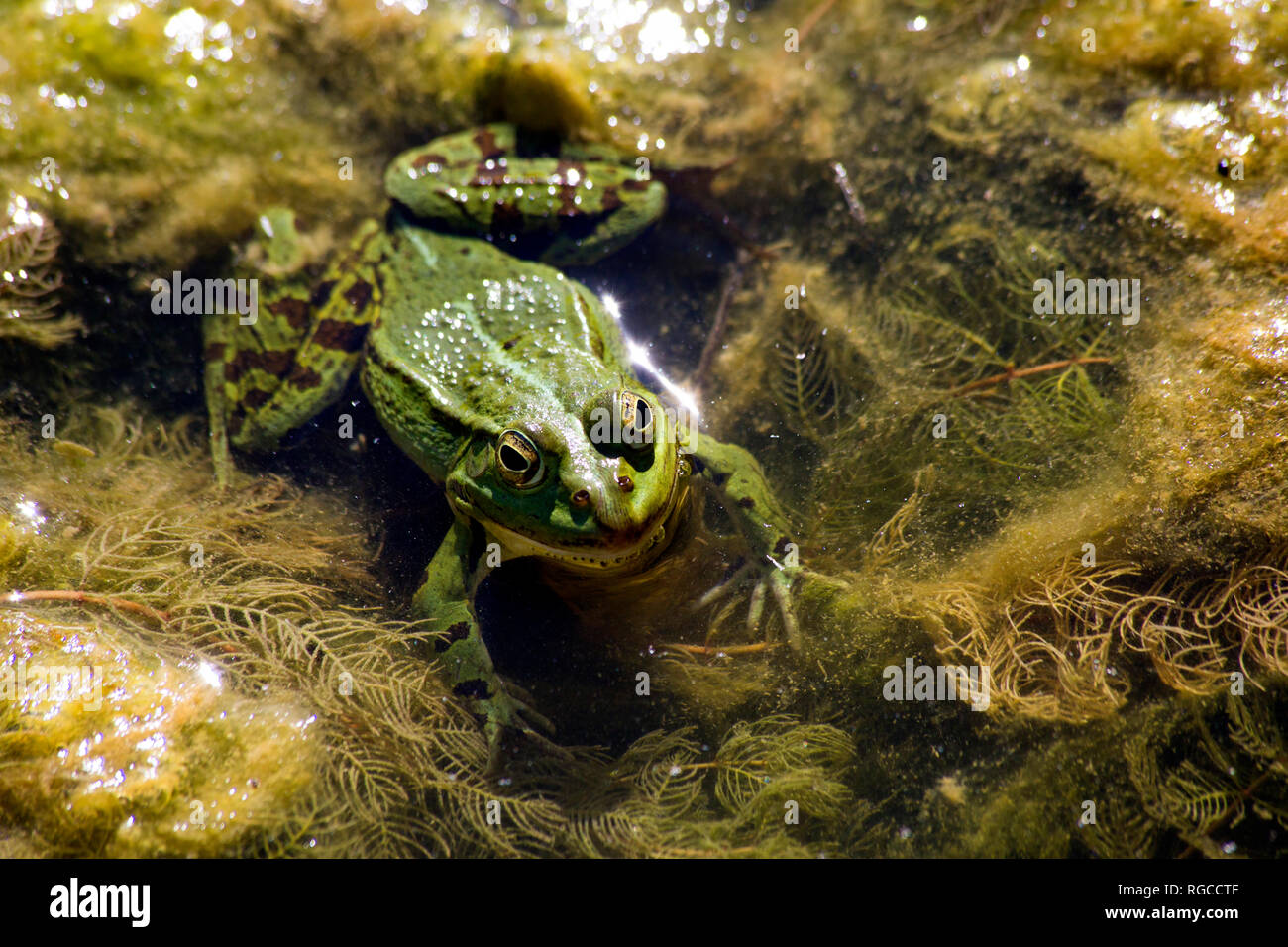 Pool Frog, Rana esculenta Stockfoto
