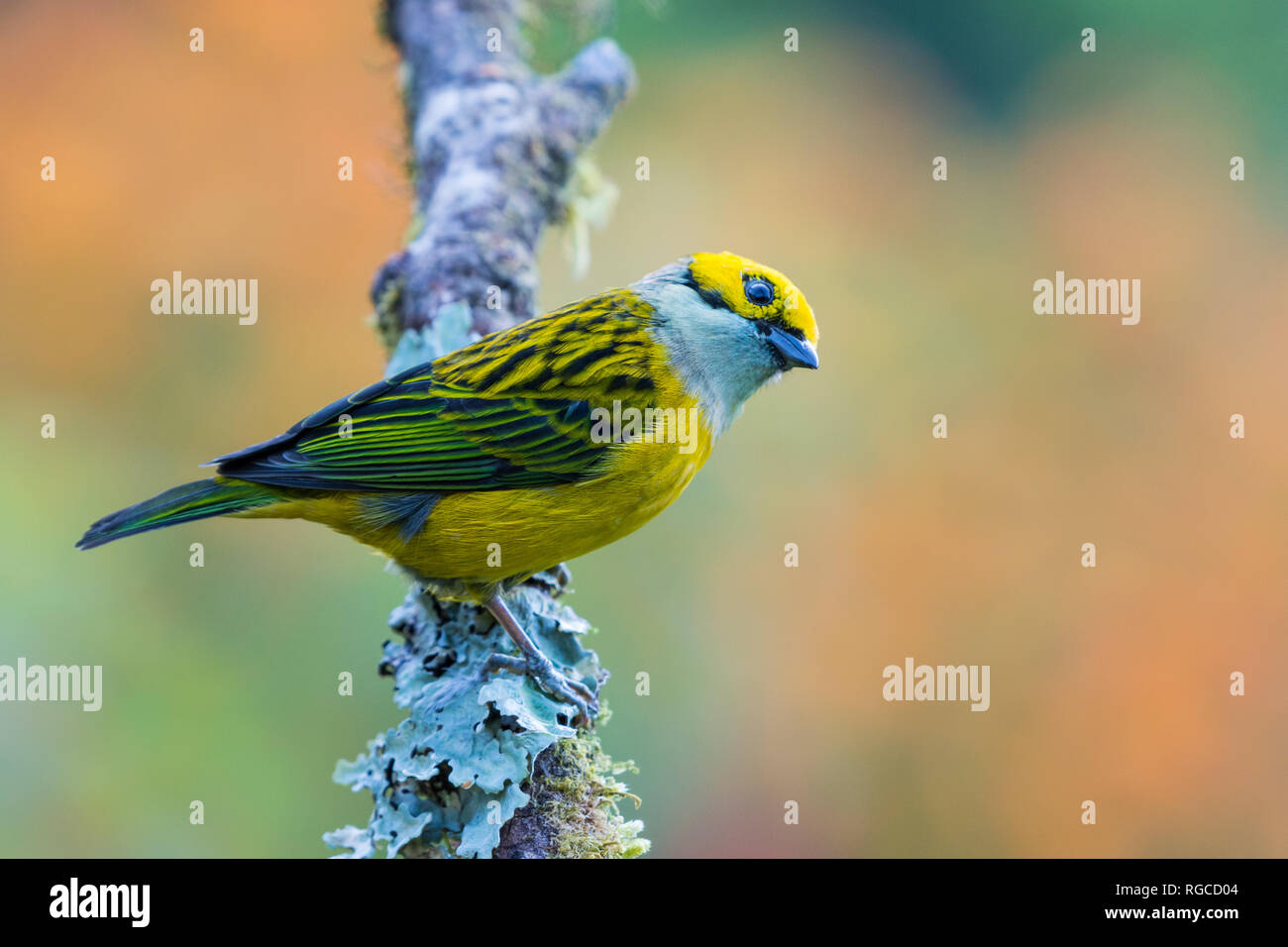 Ein Silber-throated Tanager (Tangara icterocephala) auf einem Ast sitzend. Costa Rica. Stockfoto