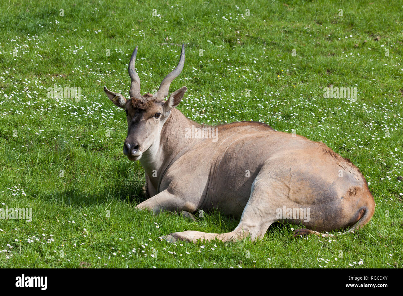 Nahaufnahme eines spiralförmigen Hörnern Antilopen ruhen im Frühling Gras mit weißen Blüten. Stockfoto