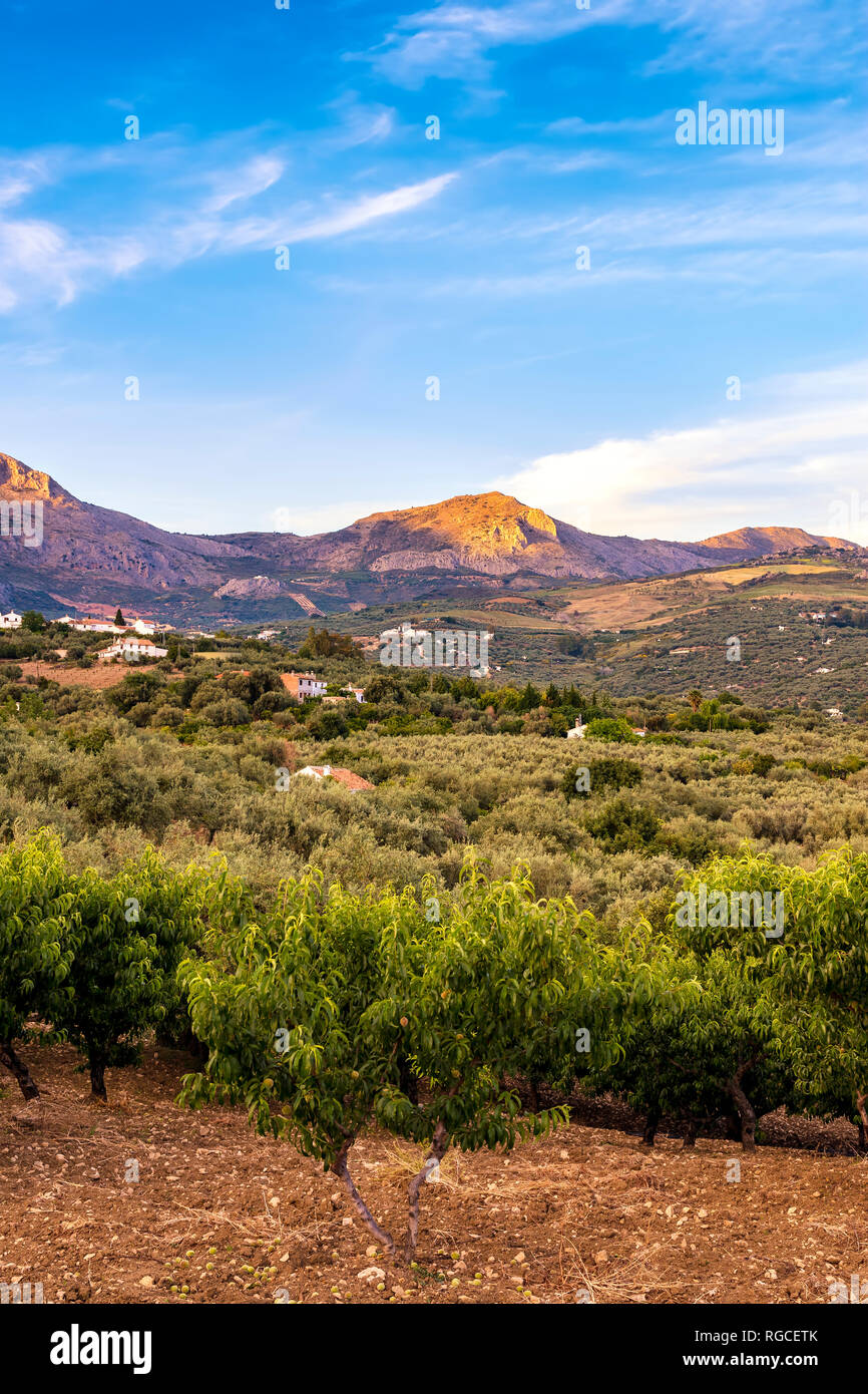 Spanien, Mondron, Aussicht Grove mit pfirsichbäumen im Vordergrund für Olivenöl Stockfoto