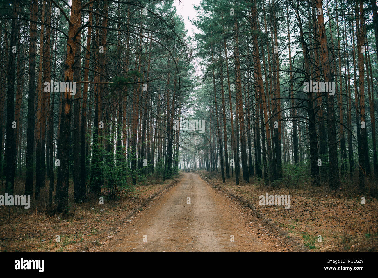 Leere Waldweg durch Pinien Stockfoto