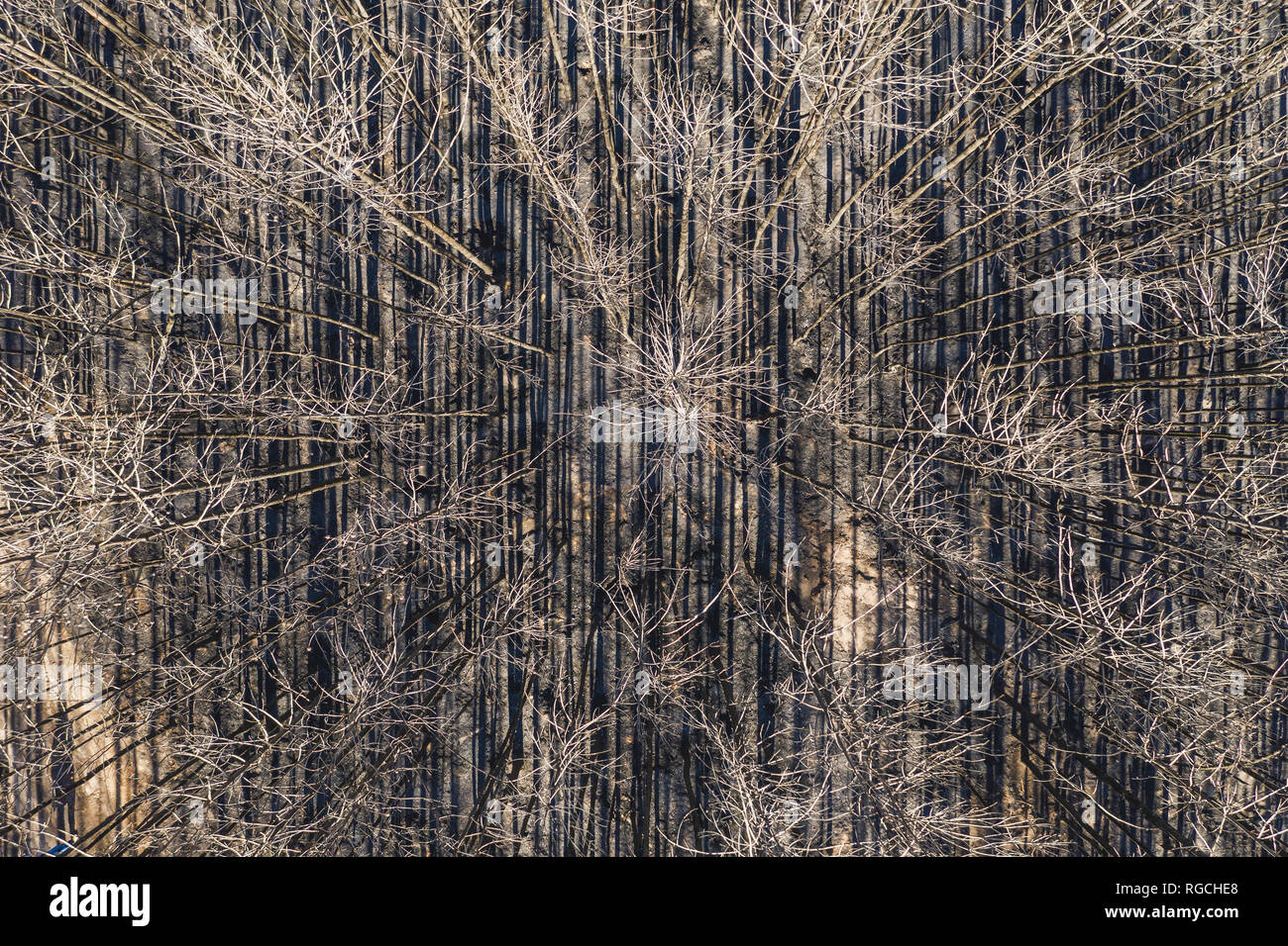 Deutschland, Brandenburg, Treuenbrietzen, Wald nach Waldbrand von oben Stockfoto
