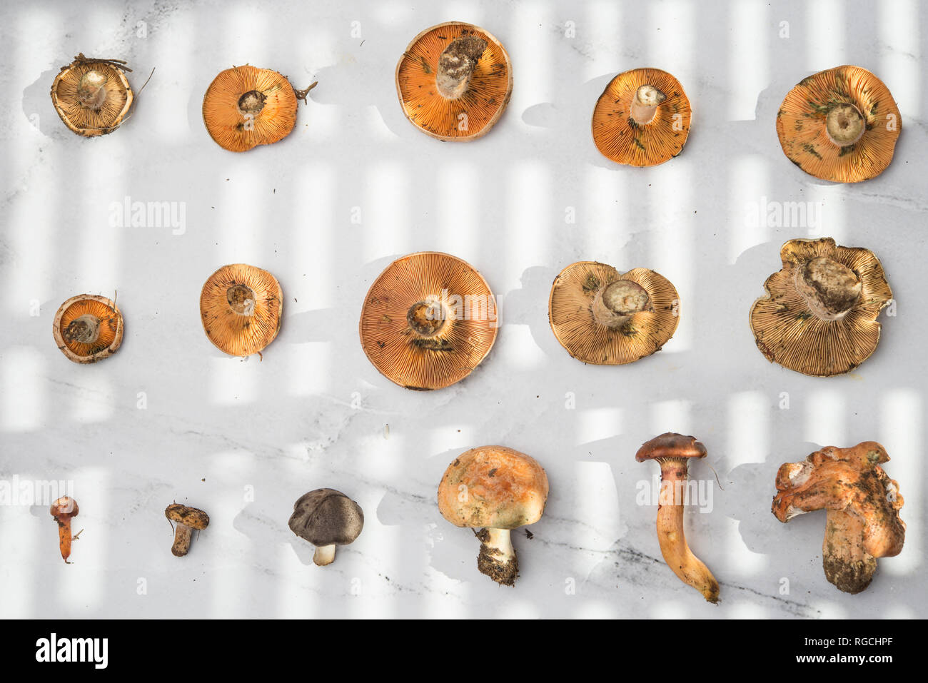 Verschiedene essbare Pilze, Ansicht von oben auf Marmor Stockfoto
