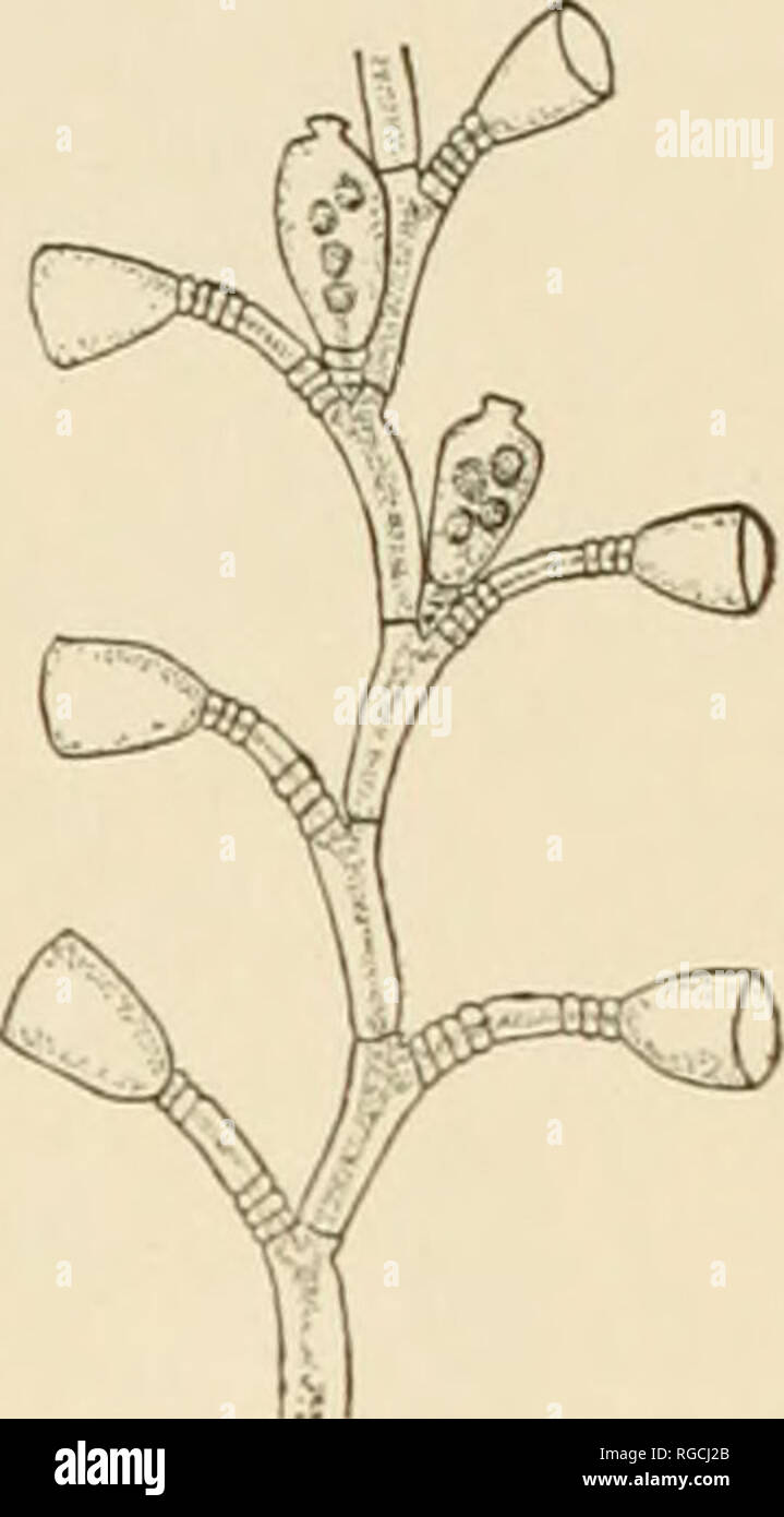 . Bulletin der United States Fish Kommission. Fischerei -- United States; Fisch - Kultur - Vereinigte Staaten. Hydroiden von Beaufort, North Carolina. 363. Abb. 2j.-Obetia QCniculata (Linnaeus). Obelia hyalina Clarke. Obelia hyalina Clarke, Bull. Mus. Comp. Zool., Harvard. 1879, S. 241. Trophosome.- Kolonie klein, in der Regel vom 15. bis 20. ram. Höhe; einige Kolonien kaum verzweigten, andere von ungefähr gleicher Höhe mit mehreren Niederlassungen; Stammzellen deutlich geniculate mit mehreren annula- tionen über die Herkunft der einzelnen Branchen und fruchtstiels;Manchmal aus der Achsel des Blütenstiels und manchmal Stockfoto