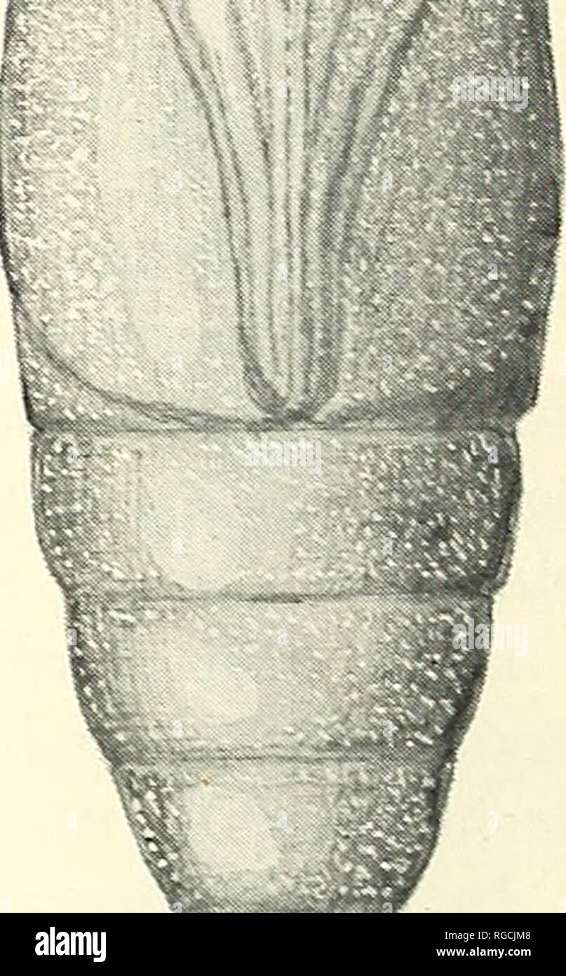 . Bulletin des südlichen Kalifornien Akademie der Wissenschaften. Wissenschaft; Naturgeschichte; Natural History. !?" Abbildung 1. Puppe von Catocala euphernia. Dorsale, laterale und ventrale Aspekte, vergrößerte etwa X 2^/^. Von Wasser in der Farbe der Zeichnung von J. A. Comstock reproduziert.. Bitte beachten Sie, dass diese Bilder sind von der gescannten Seite Bilder, die digital für die Lesbarkeit verbessert haben mögen - Färbung und Aussehen dieser Abbildungen können nicht perfekt dem Original ähneln. extrahiert. Südkalifornien Akademie der Wissenschaften. Los Angeles, Calif.: Die Akademie Stockfoto