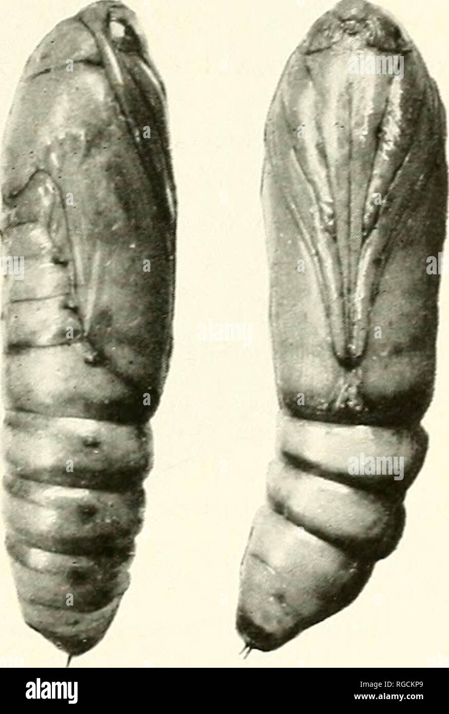 . Bulletin des südlichen Kalifornien Akademie der Wissenschaften. Wissenschaft; Naturgeschichte; Natural History. Platte .58 Puya von Litoprosopis coacheUae. dorsale, laterale und ventrale Aspekte, erweiterten x.3. Foto Bj 'Menke Puppe. Länge, durchschnittlich 21,5 mm. Größte Breite über den Schultern, 5,5 mm. Farbe, Stroh, mit einem leichten Hauch von Grün über den Thorax. Es ist eine kaum wahrnehmbare Mitte dorsal Stripe, stumpf in der Farbe grün. Die segmentale Linien sind schmal und dunkel braun, in starken Kon- trast zu den leichten Körper Farbe. Kaudale Ende abgeflacht und mit zwei kurzen cremasteric Haken hervorstehende, letztere Braun-bla Stockfoto