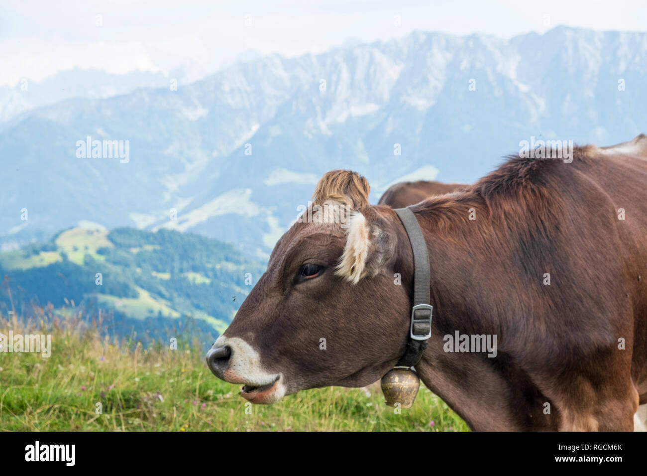 Kuh mit Kuhglocke Stockfoto