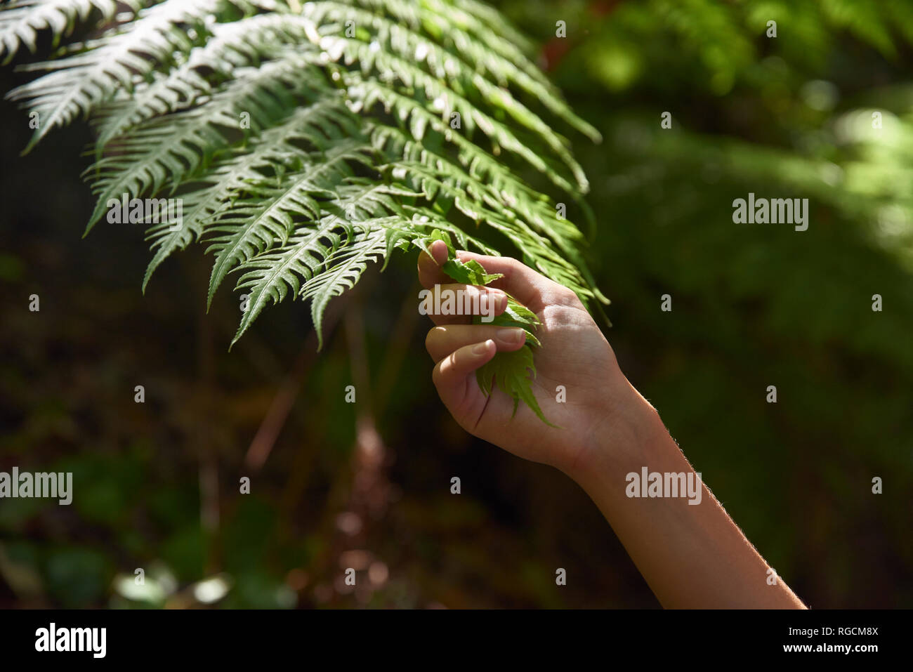 Spanien, Kanarische Inseln, La Palma, Nahaufnahme einer Hand berühren, grünen Wald fern Blatt Stockfoto