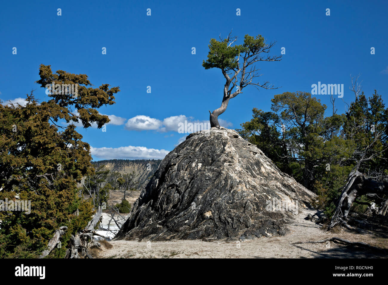 WY 03037-00 ... WYOMING - Baum, der aus einem alten Damm in Mammoth Hot Springs, Yellowstone National Park. Stockfoto