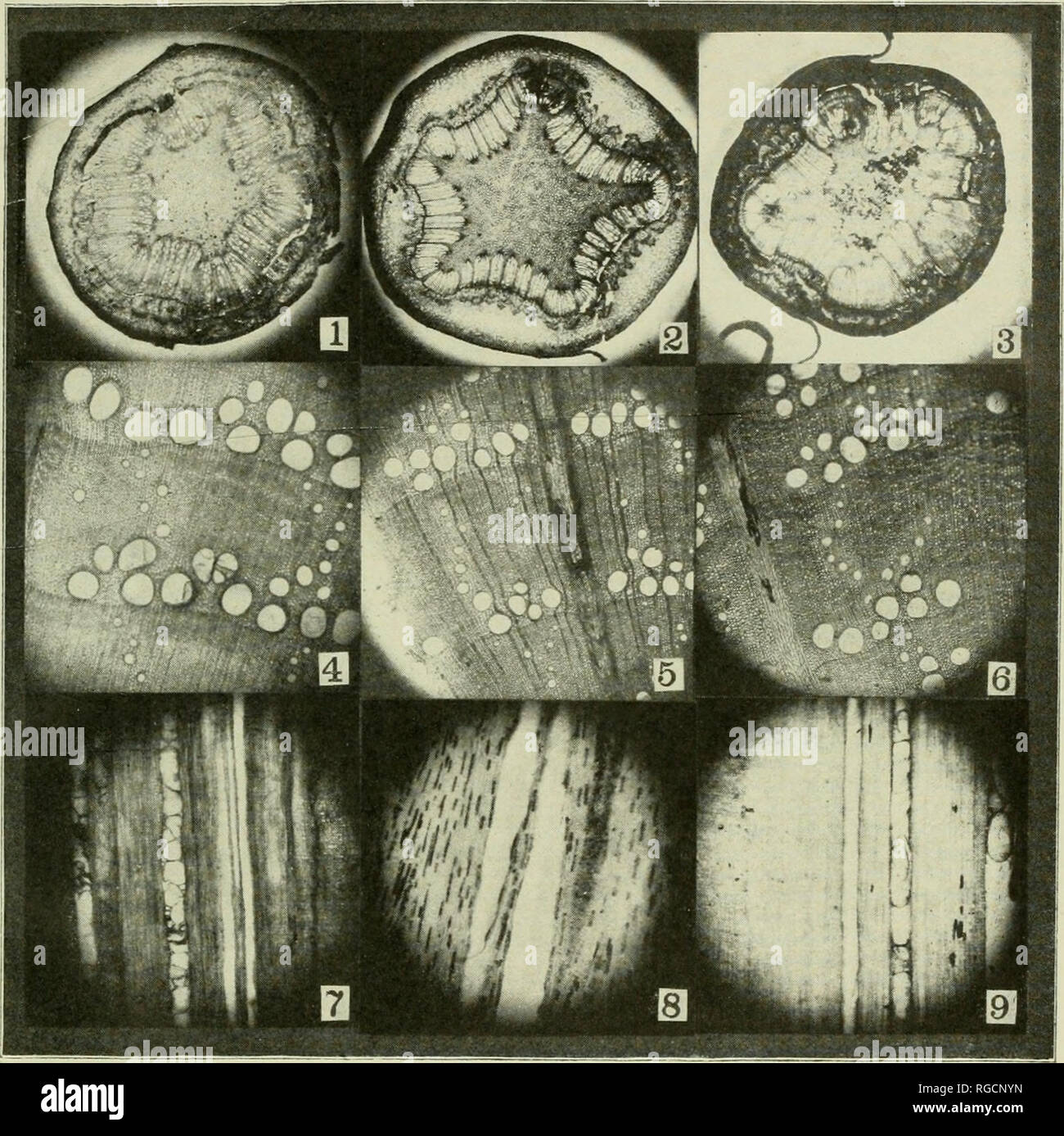 . Bulletin der wissenschaftlichen Labors der Denison University. Sollte HYBRID DER Schwarz- und Kiesstrand eichen Aeif, Harrington gr&ou PLATTE XIV. BlLI. ETIN (IP der DeNISON UNIVERSITY, VOL. XVI, Artikel 11. Bitte beachten Sie, dass diese Bilder sind von der gescannten Seite Bilder, die digital für die Lesbarkeit verbessert haben mögen - Färbung und Aussehen dieser Abbildungen können nicht perfekt dem Original ähneln. extrahiert. Denison University; Denison wissenschaftliche Vereinigung. Granville, Ohio: [Universität] Stockfoto