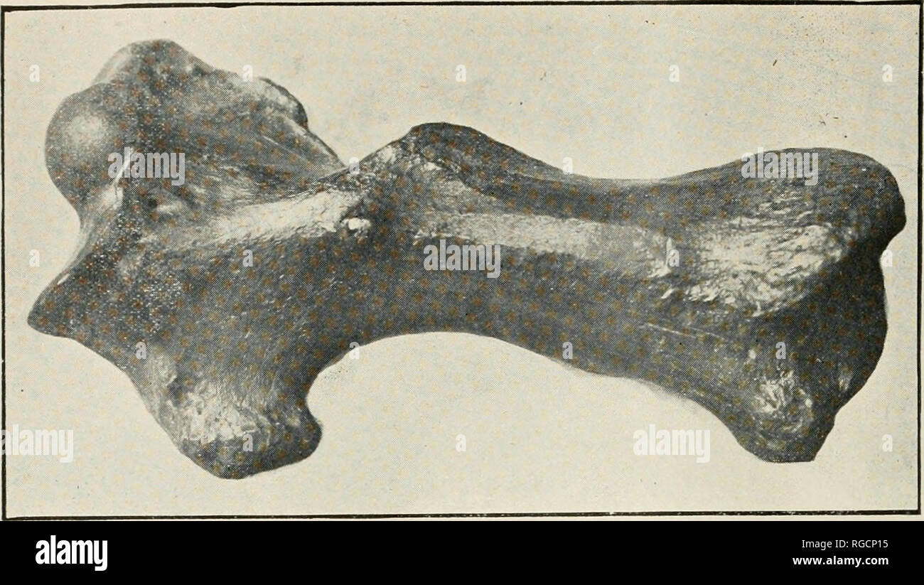 . Bulletin des südlichen Kalifornien Akademie der Wissenschaften. Wissenschaft; Naturgeschichte; Natural History - Kalifornien. Abbildung 15. in mure oder weniger eindeutigen Tuberkel, mit den Tipps nur Spitzen oder unregelmäßig schalenförmig. Abbildung 15 zeigt die humerus einer Giant Ground Sloth, zweifellos, die das Tier, dessen Schädel in Abbildung 10 dargestellt ist. Die Exemplare herausgefunden werden von zwei Personen. Das Femur ist von einer reifen und ein größeres Tier, der Rest, der noch nicht gefunden worden. Der Schädel ist von einem jungen Tier etwa zwei Drittel gewachsen, jedoch so vollständig, dass jedes Detail heraus gebildet werden können. Die höhle Stockfoto