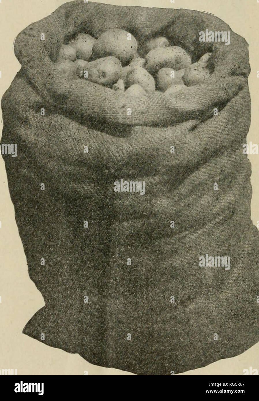 . Das Bulletin der Nord-Carolina Abteilung der Landwirtschaft. Landwirtschaft - North Carolina. 28 Das Bulletin. ing die Kartoffeln in die Erde und noch an die Anlage angeschlossen. Die Kartoffeln können problemlos und schnell aus dem Boden gehoben werden, gezogen von der Rebe, in geeigneten Körben oder Kisten gelegt, und an dem Ort der Verpackung oder Lagern. Egal was verwendete Anbaugerät, der Chief- in der Ernte ist die Arbeit so sorgfältig wie möglich zu tun, um eine Verletzung zu vermeiden die Knollen. Abb. 16. - Der Sack L in Maeketing spät Kartoffeln ed. Die Sortierung und Verpackung von Süßkartoffeln erhalten soll als m Stockfoto