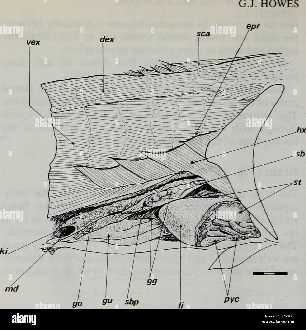 . Bulletin des Natural History Museum Zoologie. 28. & Crimmen (1990 ...