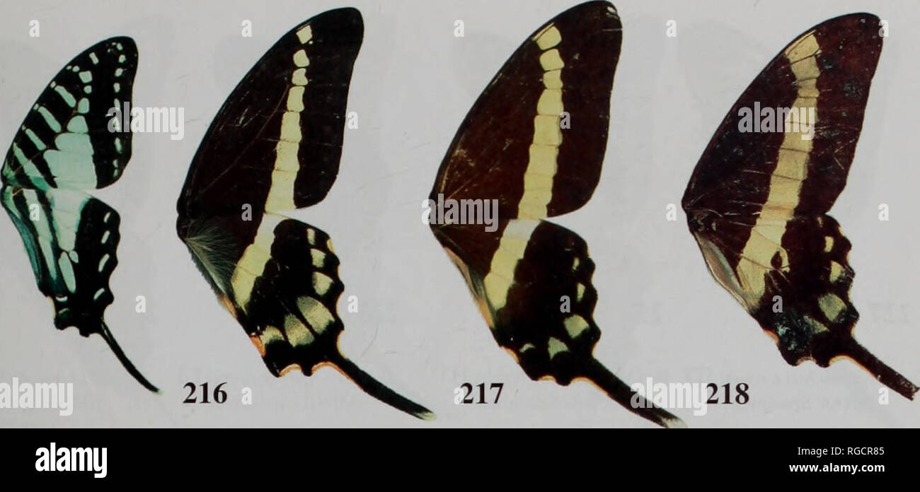 . Bulletin des Natural History Museum Entomologie. AFROTROPICAL GRAFIK 1 UM 711. 215 G. (A.) evombar viossati PT ABRI Muster G. (A.) illyrisflavisparsus ABRI Muster. Bitte beachten Sie, dass diese Bilder sind von der gescannten Seite Bilder, die digital für die Lesbarkeit verbessert haben mögen - Färbung und Aussehen dieser Abbildungen können nicht perfekt dem Original ähneln. extrahiert. Natural History Museum (London). Andover: Abfangen Stockfoto