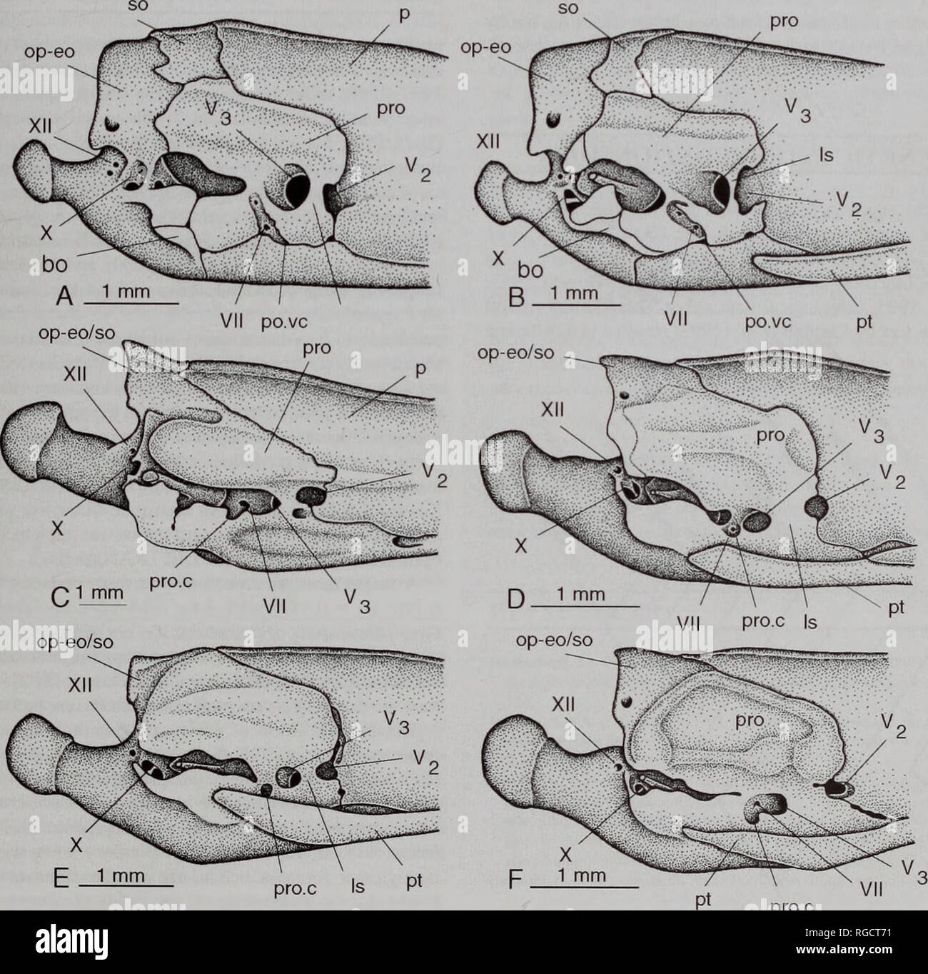 . Bulletin des Natural History Museum Zoologie. 1 rnm R 1 mm 01 mnV Abb. 5 A-C Der otico-Okzipitalen Region uropeltine Schlangen in der dorsalen Ansichten. A, Melanophidium wynaudense (BMNH 1930.5. 8.124): B, Uropeltis woodmansoni (BMNH 1930.5. 8.73); C, Pseudotyphlopsphilippinus (BMNH 1978.1092). op-eo. Abb. 6A-F Die otico-Okzipitalen Region uropeltine Schlangen in der rechten seitlichen Blick. A, Melanophidium punctatum (BMNH 1930.5. 8.119); B, Melanophidium wynaudense (BMNH 1930.5. 8.124); C, Pseudotyphlops philippinus (BMNH 1978.1092); D, Uropeltis woodmansoni (BMNH 1930.5. 8.73); E, Rhinophis drummondhayi (BMNH Stockfoto