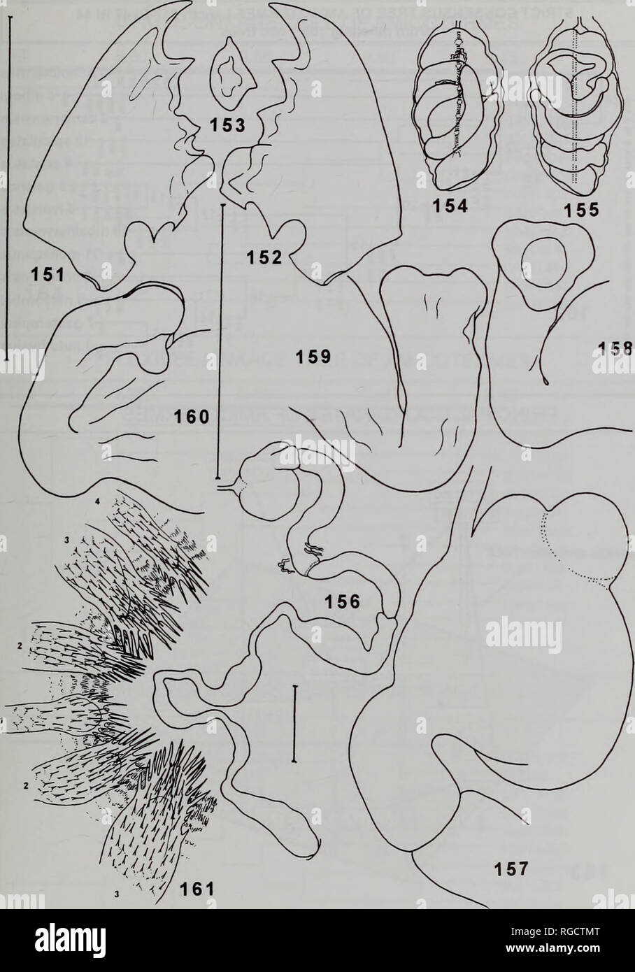 . Bulletin des Natural History Museum Entomologie. Überprüfung der AMICOTERMES 187. Feigen 151-161. Amicotermes spiculatus. 151-153, Kiefer mit Oberfläche Ansicht rechte molare Platte; 154, 155, ventral und dorsal Blick auf Bauch Darm wickeln in situ zu zeigen; 156, Darm seziert und Gedehnt; 157, Erntegut mit 'bursters' und proventriculus; 158-160, enteric Ventilsitz und Teil der P3; 161, enteric Ventil Anker öffnete Detail zu zeigen, ridge Positionen nummeriert [bar, 0,5 mm: oben links, Kiefer und enteric Ventil Anker; 1 mm: rechts unten, Bauch und gedehnt Darm; Mitte links, Ventilsitz und Cr Stockfoto