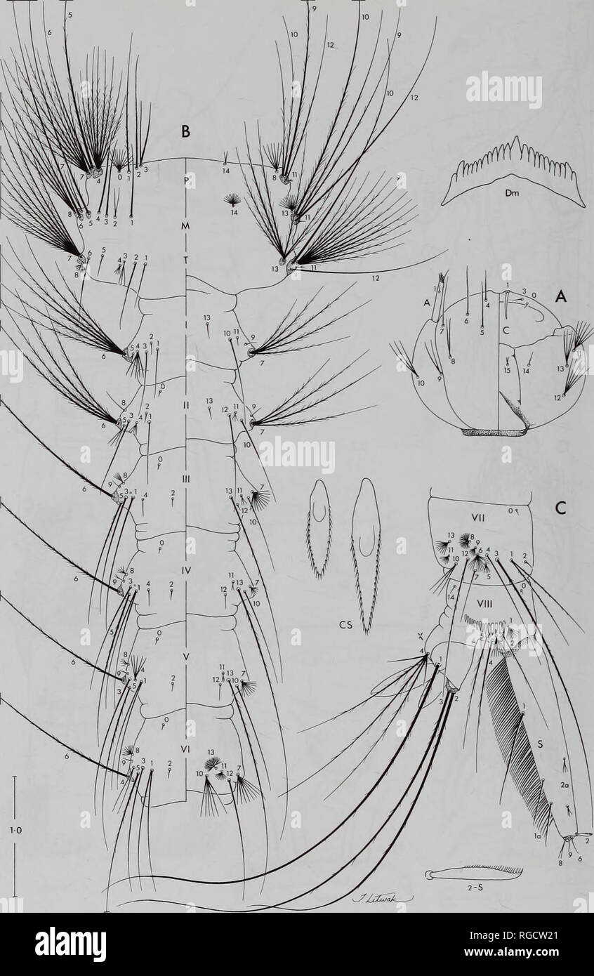 . Bulletin des Natural History Museum Entomologie. 152 R.E. HARBACH UND E.L. PEYTON. Abb. 17. 4. instar Larven der Onirion vermittelt. Ein, Kopf, dorsalen und ventralen Aspekte der linken Seite; B, Thorax und Abdomen Segmente I-VI, dorsalen und ventralen Aspekte der linken Seite; c. die Abdominal- segmente VII-X, linke Seite. Skala in mm.. Bitte beachten Sie, dass diese Bilder sind von der gescannten Seite Bilder, die digital für die Lesbarkeit verbessert haben mögen - Färbung und Aussehen dieser Abbildungen können nicht perfekt dem Original ähneln. extrahiert. Natural History Museum (London). Andover: Abfangen Stockfoto