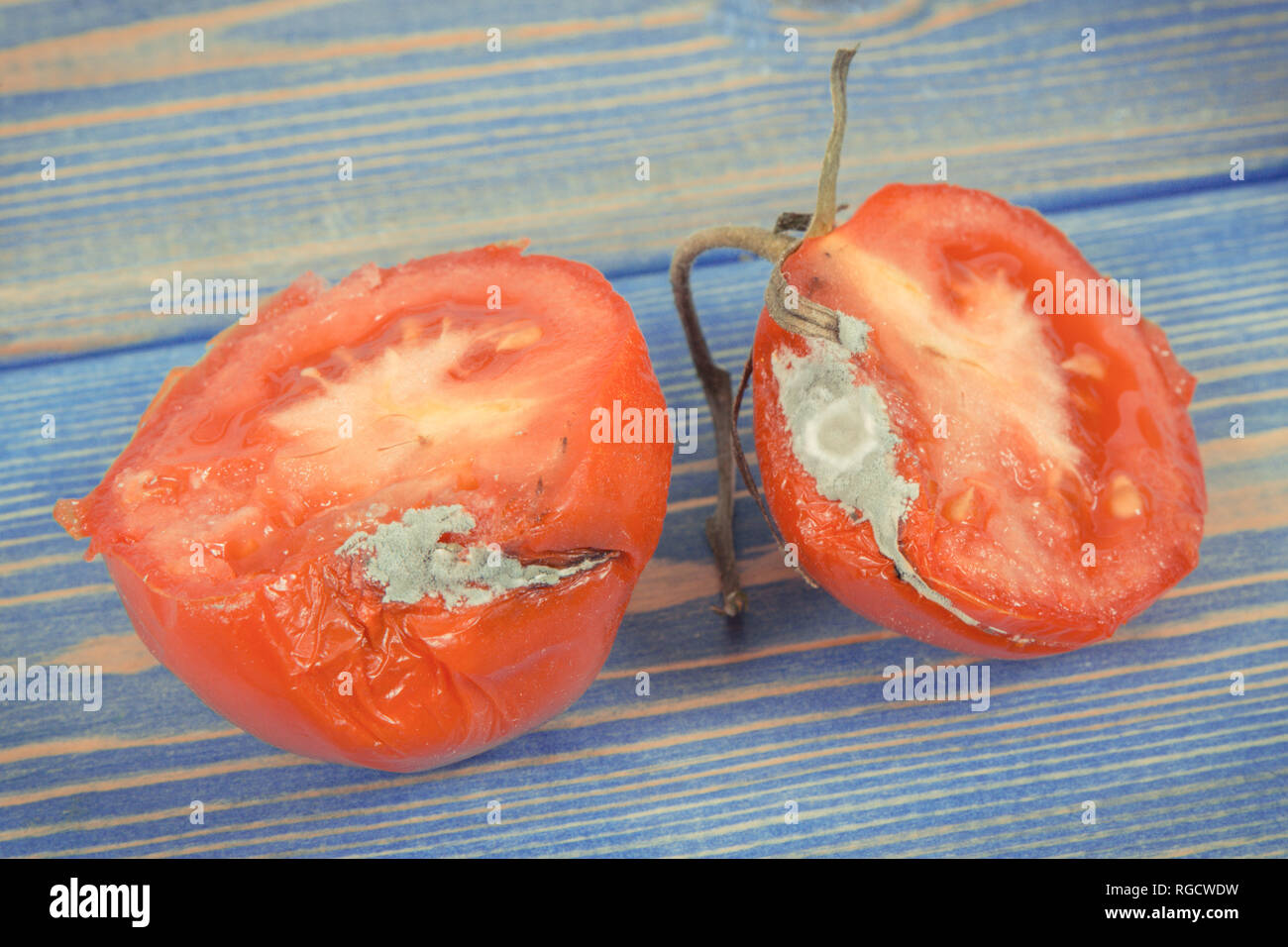 Die Qual zerknittert Tomaten mit Form, Konzept der ungesunden und ekelhaft Gemüse Stockfoto