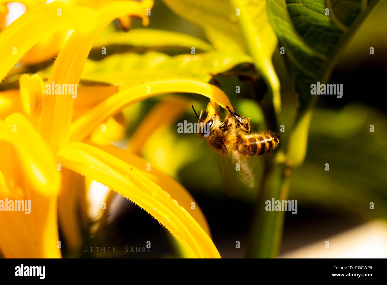 Nahaufnahme einer Honigbiene, die morgens Nektar von einer gelben Blume sammelt. Stockfoto
