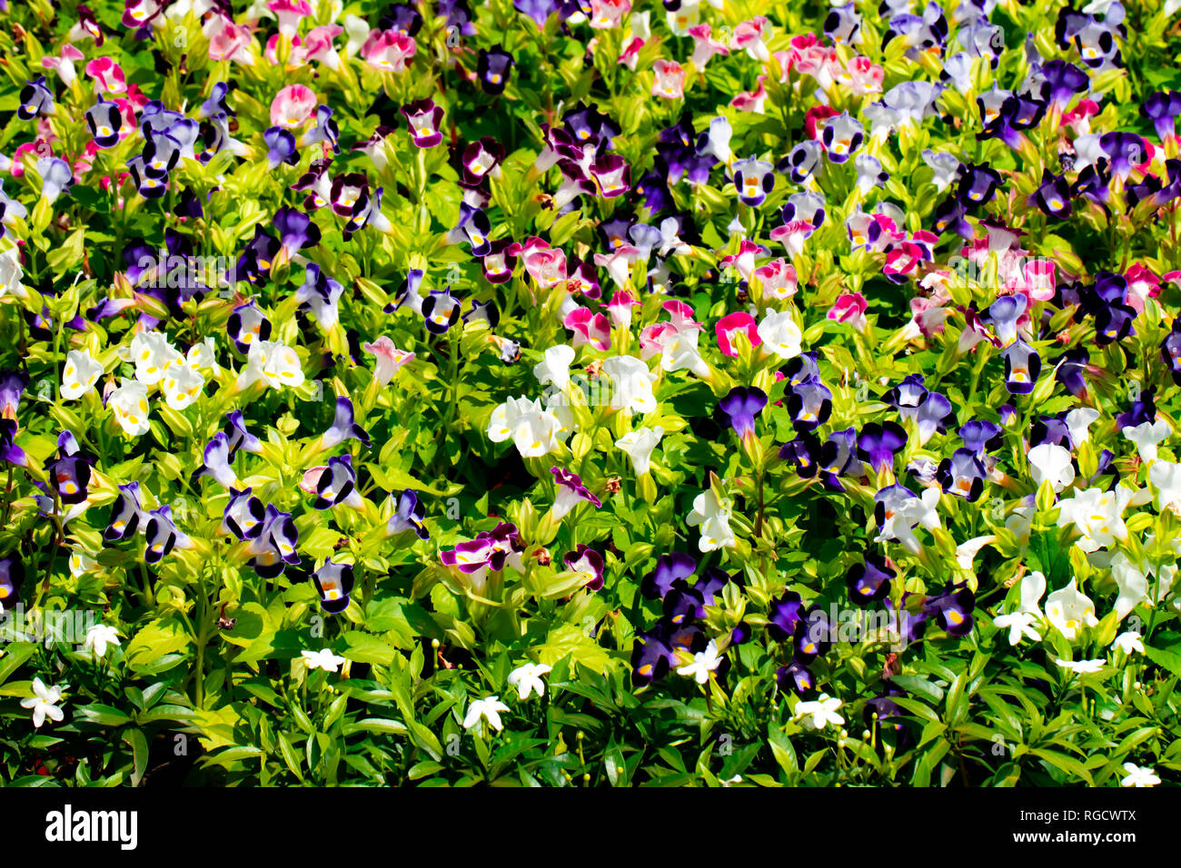 xotische Blumen werden durch Makrofotografie zum Leben erweckt und zeigen ihre Schönheit in der Wildnis und im Garten während der Morgenstunden. Stockfoto