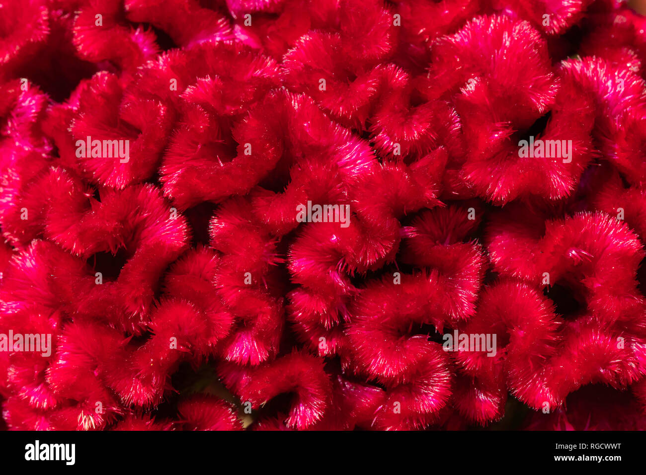 Die Nahaufnahme der Natur in einer Makrofotografie zeigt den morgendlichen Charme bunter Wildblumen und Gartenblumen. Stockfoto