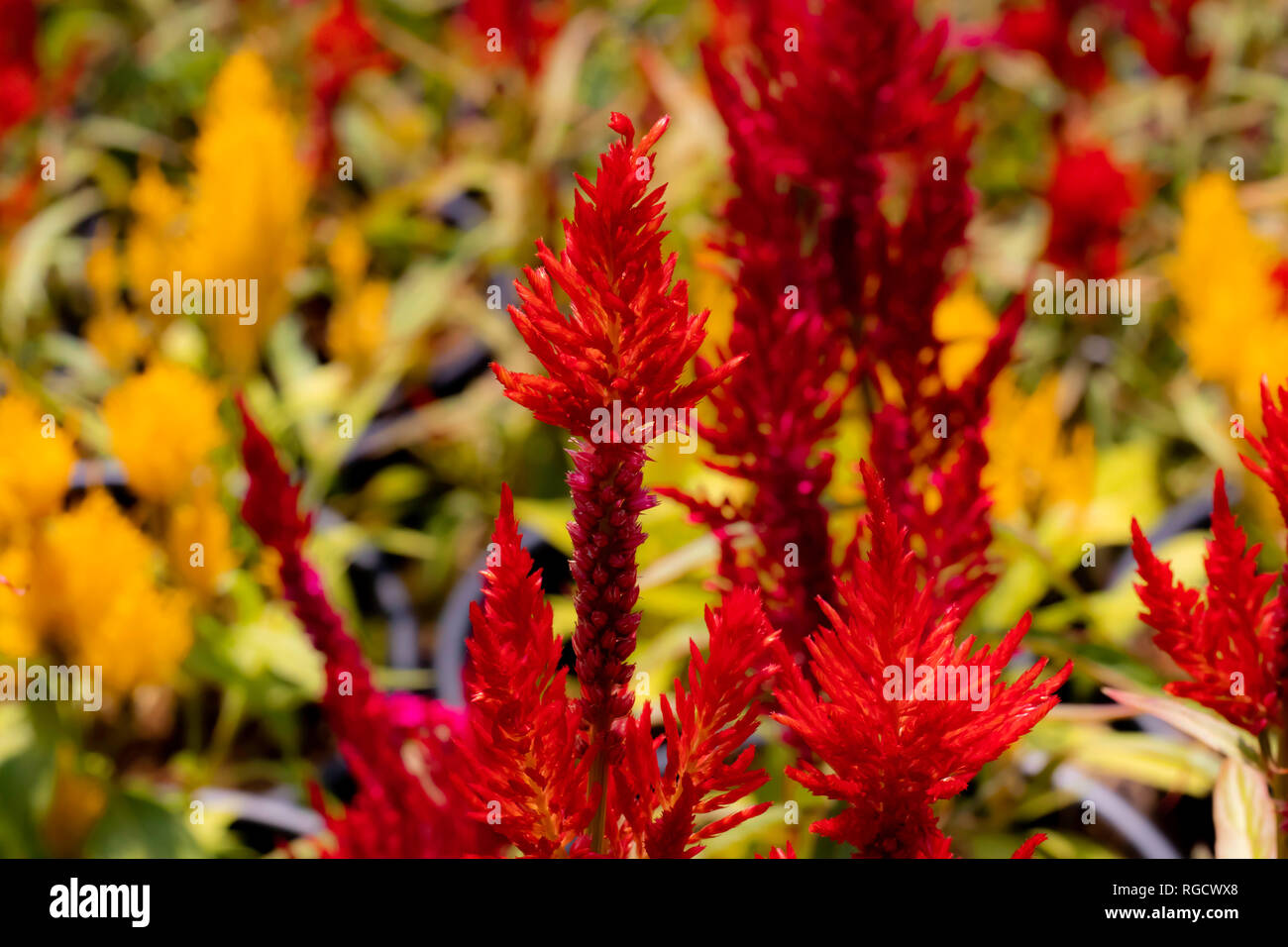 Nahaufnahme von lebendigen Wildblumen und Gartenblumen im Morgenlicht, aufgenommen mit Makrofotografie. Stockfoto