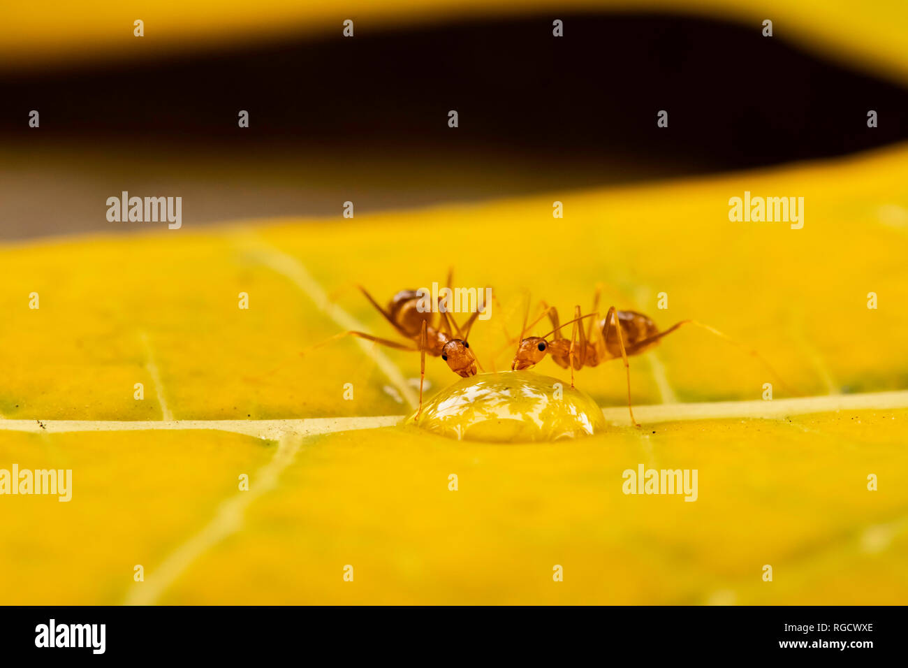 Zwei Ameisen, die morgens auf einem Blatt im Garten Wasser trinken, auf diesem Makrofoto Stockfoto