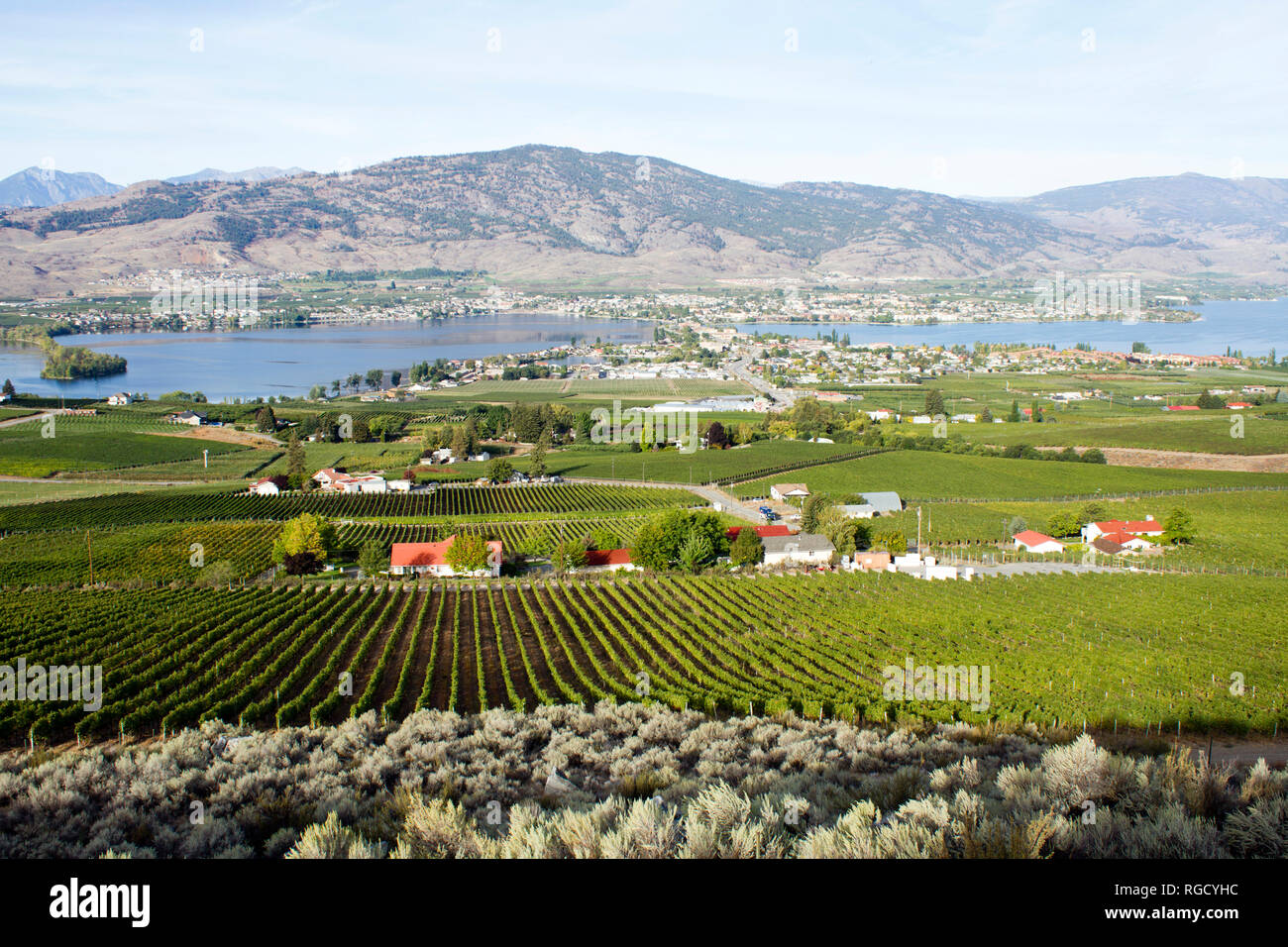 Sicht der Landwirtschaft und Weinbau Weingut mit Blick auf Osoyoos und Osoyoos Lake im Okanagan Valley in British Columbia, Kanada. Stockfoto