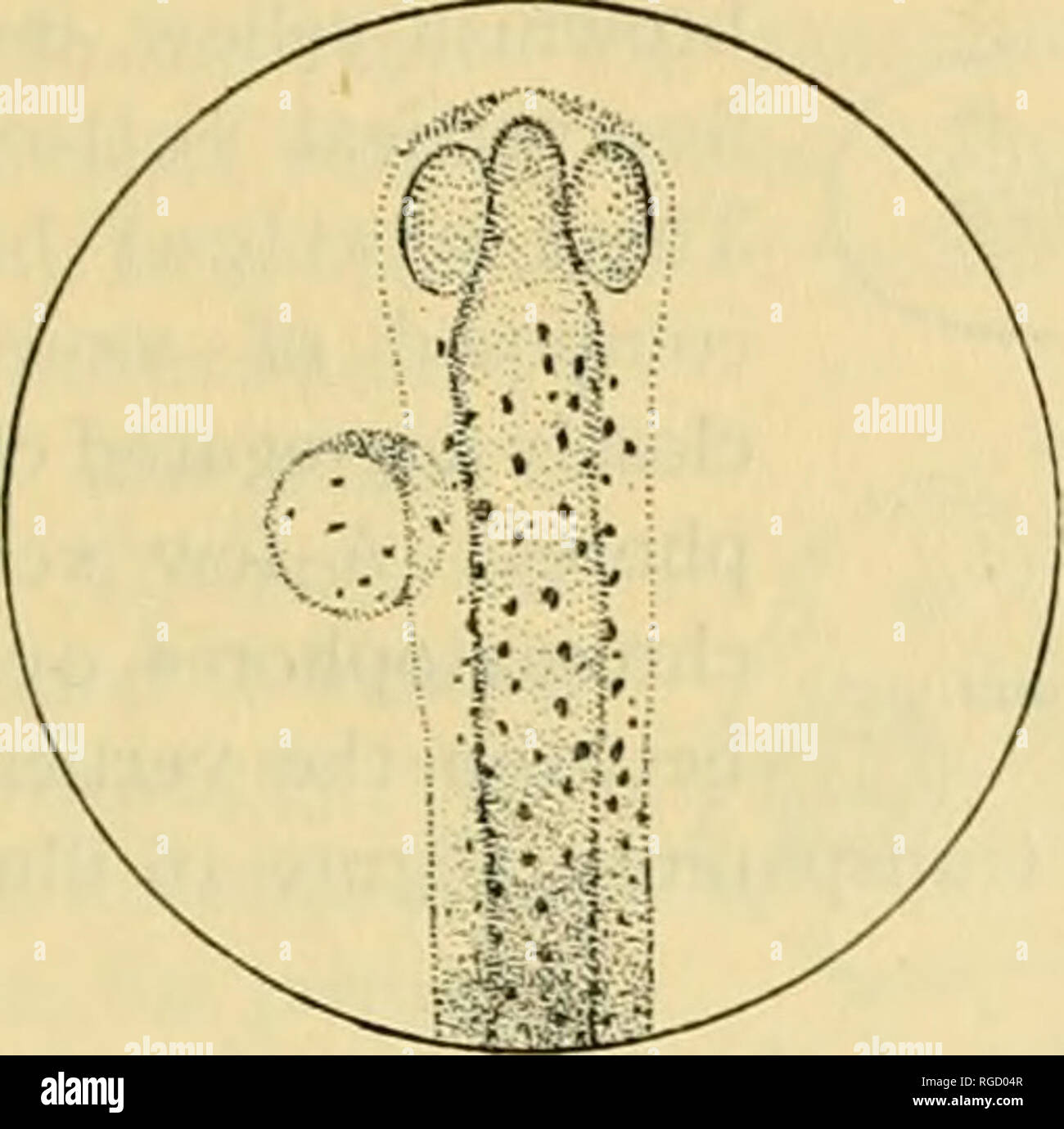. Bulletin der United States Fish Kommission. Fischerei -- United States; Fisch - Kultur - Vereinigte Staaten. B. IRDIELLA CHRYSURA UND ANCHOVIA MITCHII^ LI. Dorsalen und dorso-seitliche Aspekte des Embryos. Ein paar gelbe chromatophoren sind appar-ent auch auf der Oberfläche des Öls globule. Die Verteilung der Chromatophoren in diesem Stadium ist in den Abbildungen 12 und 13 dargestellt. Von Kupffer Vesikel (Abb. 13, Kv) wird nun als kleine bubblelike Körper auf der ventralen Fläche in der Nähe des hinteren Ende des Embryos. Bitte beachten Sie, dass diese Bilder aus gescannten Seite Bilder, digitall wurden extrahiert werden Stockfoto