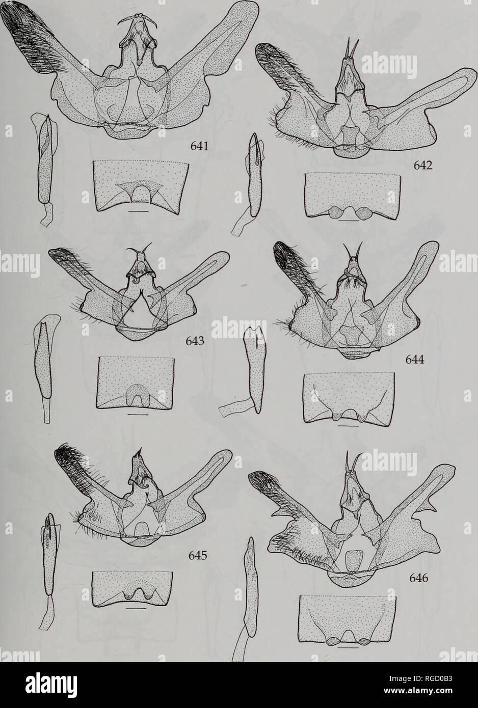 . Bulletin des Natural History Museum Entomologie. REVISION DES STAMMES MACARIINI 379. Feigen 641-646. Männliche Genitalien. 641, Chiasmiaferaliata (Guenee); 642, c.a.amarata (Guenee); 643, C. acutiapex sp. n.: 644, C. simplex sp. n.; 645 C (cararia Swinhoe); 646, C. deceptrix sp. n. Scale-bar = 0,3 mm.. Bitte beachten Sie, dass diese Bilder sind von der gescannten Seite Bilder, die digital für die Lesbarkeit verbessert haben mögen - Färbung und Aussehen dieser Abbildungen können nicht perfekt dem Original ähneln. extrahiert. Natural History Museum (London). Andover: Abfangen Stockfoto