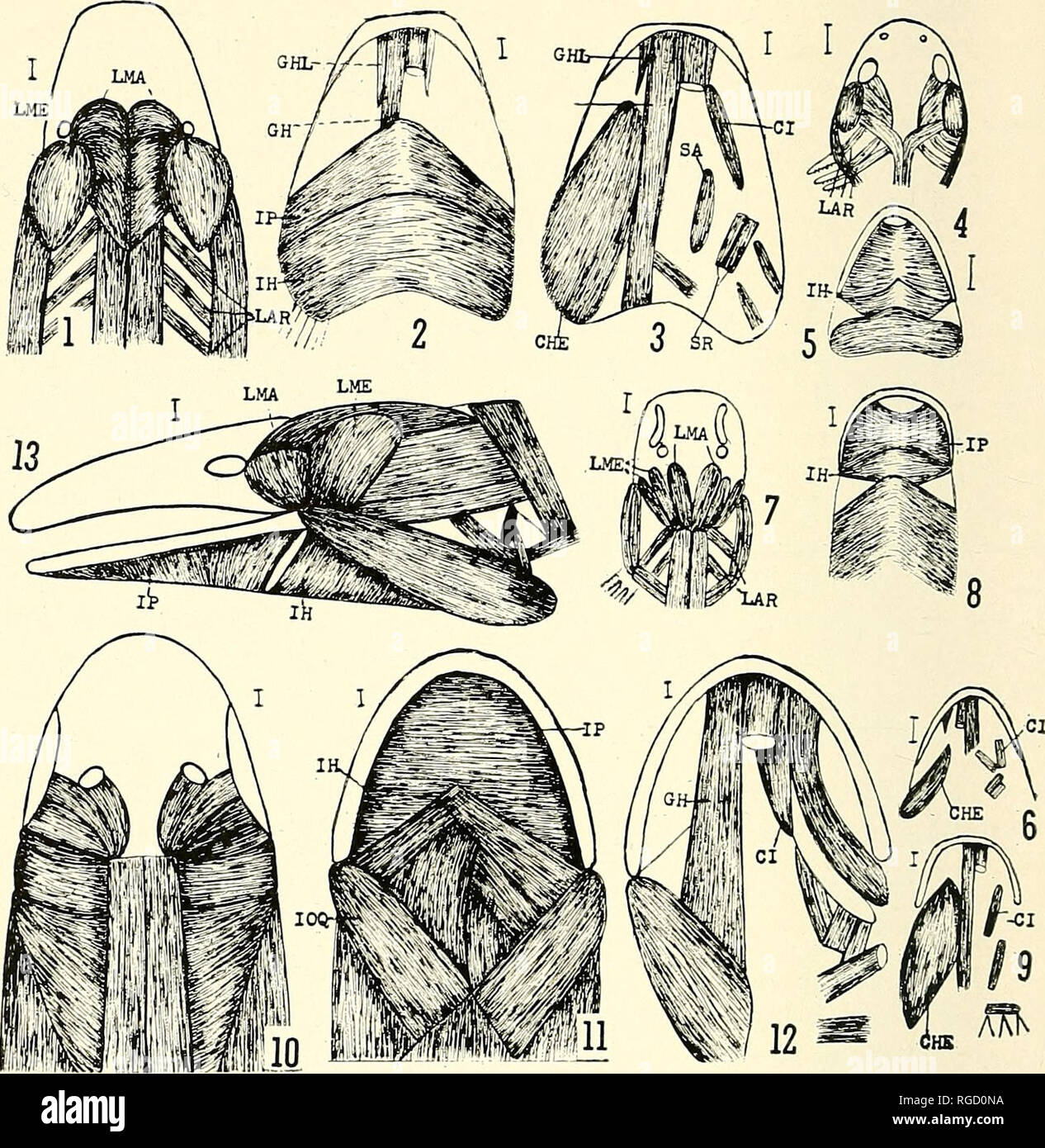 . Bulletin des südlichen Kalifornien Akademie der Wissenschaften. Wissenschaft; Naturgeschichte; Natural History. Bulletin, so. Calif. Akademie der Wissenschaften Bd. 58, Teil 3, 1959. Platte 38 Muskeln des Kopfes des Amphiumidae Proteidae, 1-9; 10-13. 1. Necturis Erwachsener, Kopf oben. 2. Gleiche Kehle, unter, tiefer Muskeln teilweise dargestellt. 4-6 Necturus Larven von 34 mm, oben, unten und Deep Throat. 7-9. Proteus, Oben, Unten und deep throat Muskeln. 10. Amphiuma, vor. 11. Super-ficial Kehle. 12. Deep Throat. 13. Von der Seite. Maßstab ist gleich 1 mm. CHE, Ceratohyoideus externus; CM, Ceratomandibularis; Di, Dialator lar-yn Stockfoto