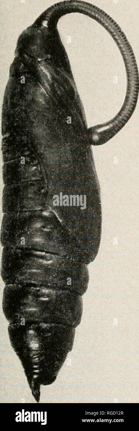. Bulletin des südlichen Kalifornien Akademie der Wissenschaften. Wissenschaft; Naturgeschichte; Natural History. BiTLLETix, so. Calif. Akademie der Wissenschaften Bd. 45, Teil 3, 1946. Platte 20 Puppe von Phlegethontius rustica Fabrikationsnr. natürliche Größe der folgenden Bibliographie ist wahrscheinlich noch lange nicht abgeschlossen, aber es gibt die wichtige Werke, die sich mit der Metamorphose der Phlegethontius rustica. 1797. 1858. 1859. 1862. 1874. 1878. 1886. 1887. 1892. 1900. 1944. Bibliographie Larve, Puppe (Kol. Abb.) Abbot-Smith. Lep. Isoliertes von Georgia, S. 67, PI. 34. Larve (Kol. Abb.) Duncan, Nat. Bibliothek, Bd. 22, S. 102, PI. 6. Lar Stockfoto