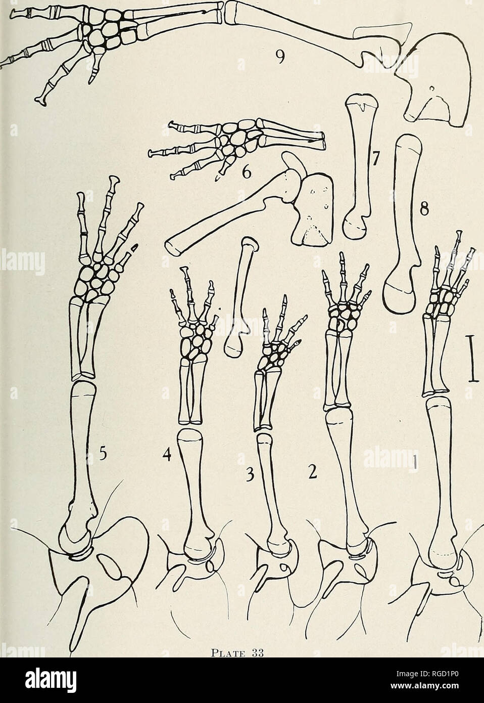 . Bulletin des südlichen Kalifornien Akademie der Wissenschaften. Wissenschaft; Naturgeschichte; Natural History. Bull. Also... Cal. Acad. Sci., 44: 3, 1945 Batrachoseps. Hilton. Platte Brust- und Beckenbereich mit Anhängseln der verschiedenen Unterarten von Batra, choseps attenuatus. 1 bis 5. Die Schulter Hüfthalter und Hautanhangsgebilde. 1. B.a.m. 90 mm Körperlänge. 2. B.a.a. von 106 Total Body Länge. 3. B.a.l. von 76 mm Körperlänge. 4. B.a.c. von 105 mm Körperlänge. 5. B.a.p. von 104 Gesamtlänge. 6. Teil der Beckenregion mit Append - Alter des B.a.p. 7. Oberschenkelknochen der B.a.a. 8. Femur des B.a.m. 9. Teil der Beckenregion eine Stockfoto