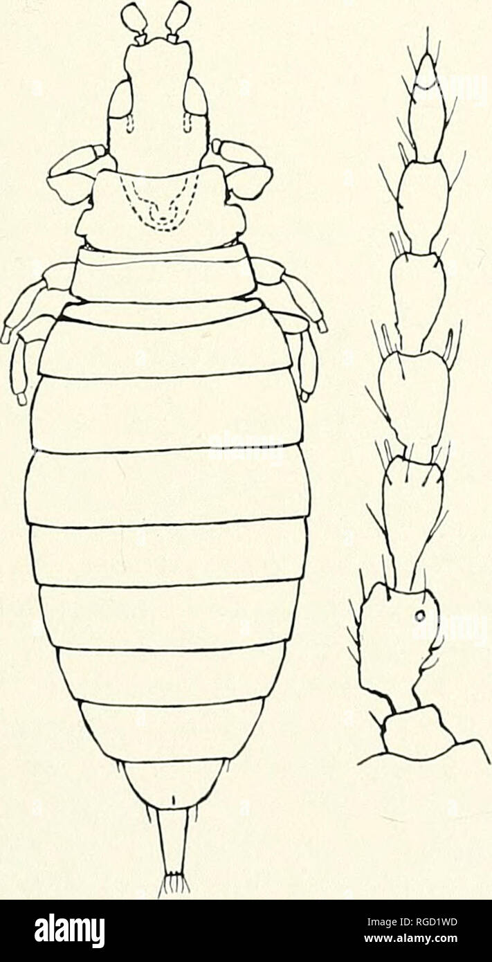 . Bulletin des südlichen Kalifornien Akademie der Wissenschaften. Wissenschaft; Naturgeschichte; natürliche Geschichte. mm.; Breite von 0,184 mm, Breite über Wangen 0,264 mm.; prothorax Länge 0.220 mm, Breite 0.426 mm; Breite des Abdomens im vierten Segment 0,644 mm.; rohr Länge 0,205 mm, Breite an der Basis 0,088 mm. Allotype Mann: Gesamtlänge 2,12 mm; Breite der]) Rozess 0.147 mm, Breite 0.227 mm über Wangen, Breite des prothorax 0.308 mm, Breite des Abdomens 0,441 mm. Antennal Segmente Länge (Breite) I, 33 (36); II, 82 (46); III, 80 (33); IV. 63 (36); V, 60 (36); VI. 53 (33); VII. 53, VIII, 26; insgesamt 430 Stockfoto