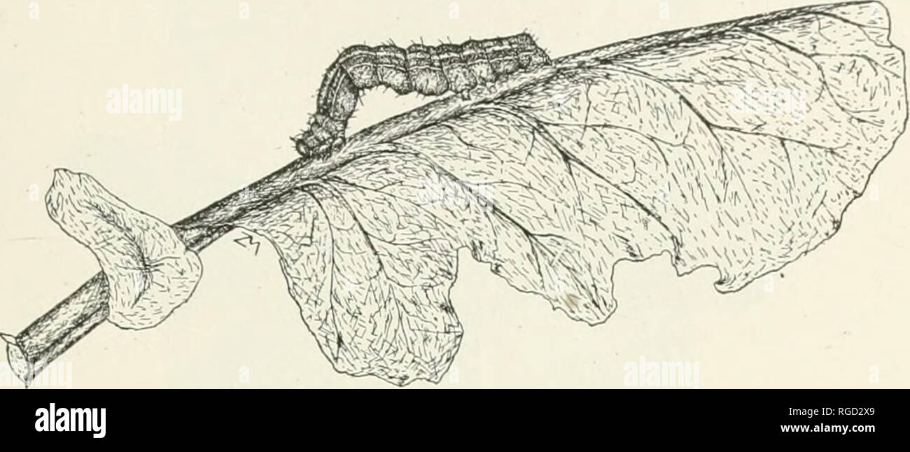 . Das Bulletin der Nord-Carolina Abteilung der Landwirtschaft. Landwirtschaft - North Carolina. Das Bulletin. 29 DER KOHL LOOPER. (Autographa hrassicw.) Bestellung Lepidoptera, Familie Noctuidw. Beschreibung - Eine helle grüne Wurm, Messen, wenn etwa eine und eine halbe Zoll lang, mehr oder weniger deutlich gestreift, die auf dem Blatt in einem Humped-up Position liegt, und kriecht mit einem Looping Bewegung.. Abb. 11 - Caterpillar (oder Larve) der Kohl Looper, auf kohlblatt. Natürliche Größe. (Zeichnung von Z. S. Metcalf.) Verletzungen. - Dies ist die zweite, oder vielleicht die ersten, an Bedeutung unter den'' Kohl nicht Stockfoto