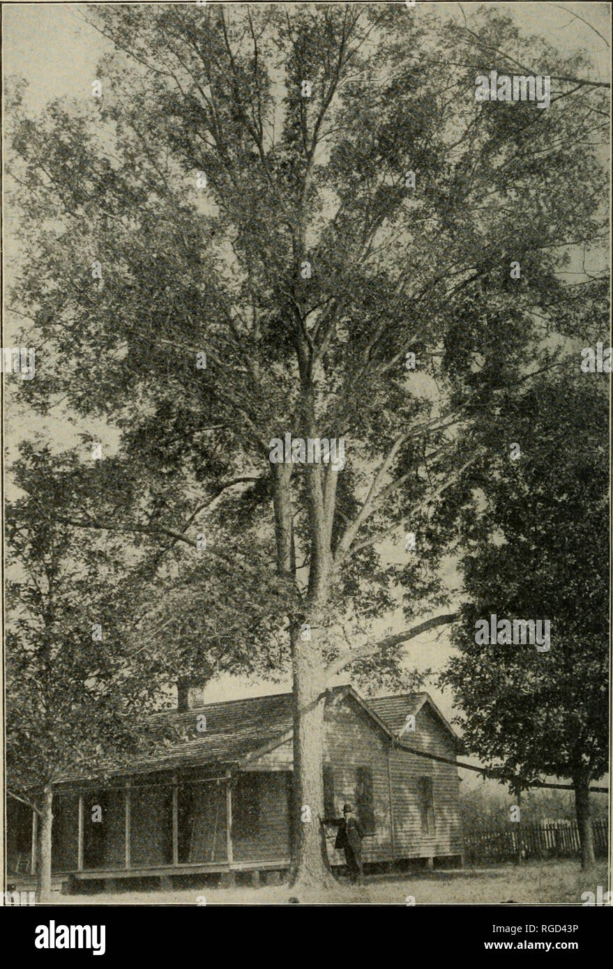 . Das Bulletin der Nord-Carolina Abteilung der Landwirtschaft. Landwirtschaft - North Carolina. 12 Das Bulletin. Abb. 4.-Calico gepflanzt am Damm, Louisiana, durch ". Mr. S. H. James vor 30 Jahren. Baum jetzt 84 Meter hoch und 10 | Füße im Umfang 15 cm vom Boden. Bitte beachten Sie, dass diese Bilder sind von der gescannten Seite Bilder, die digital für die Lesbarkeit verbessert haben mögen - Färbung und Aussehen dieser Abbildungen können nicht perfekt dem Original ähneln. extrahiert. North Carolina. Abt. der Landwirtschaft. Raleigh: Zustand der Landwirtschaft Stockfoto