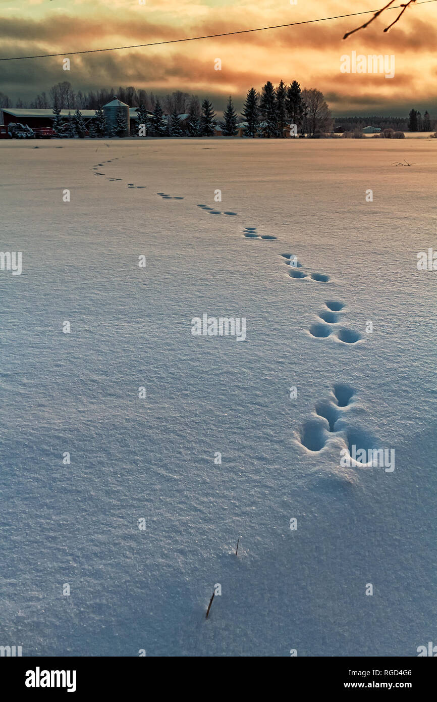 Das Kaninchen hat über das verschneite Feld an der ländlichen Finnland laufen. Die Sonne schön, obwohl es nur am frühen Nachmittag. Stockfoto