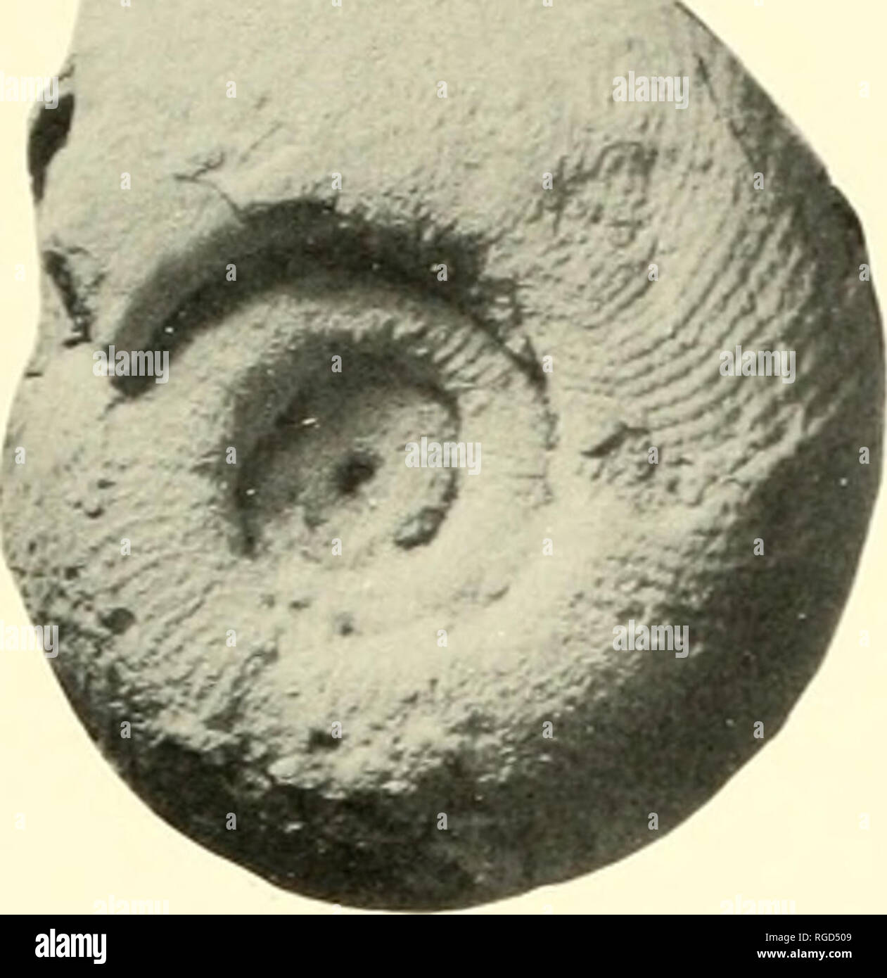 . Bulletin des Museums für Vergleichende Zoologie an der Harvard College. Zoologie. Ammoniten der späten Skythischen (Untere Trias) • Kummel 563. ."^^. Bitte beachten Sie, dass diese Bilder sind von der gescannten Seite Bilder, die digital für die Lesbarkeit verbessert haben mögen - Färbung und Aussehen dieser Abbildungen können nicht perfekt dem Original ähneln. extrahiert. Harvard University. Museum für Vergleichende Zoologie. Cambridge, Mass.: Das Museum Stockfoto